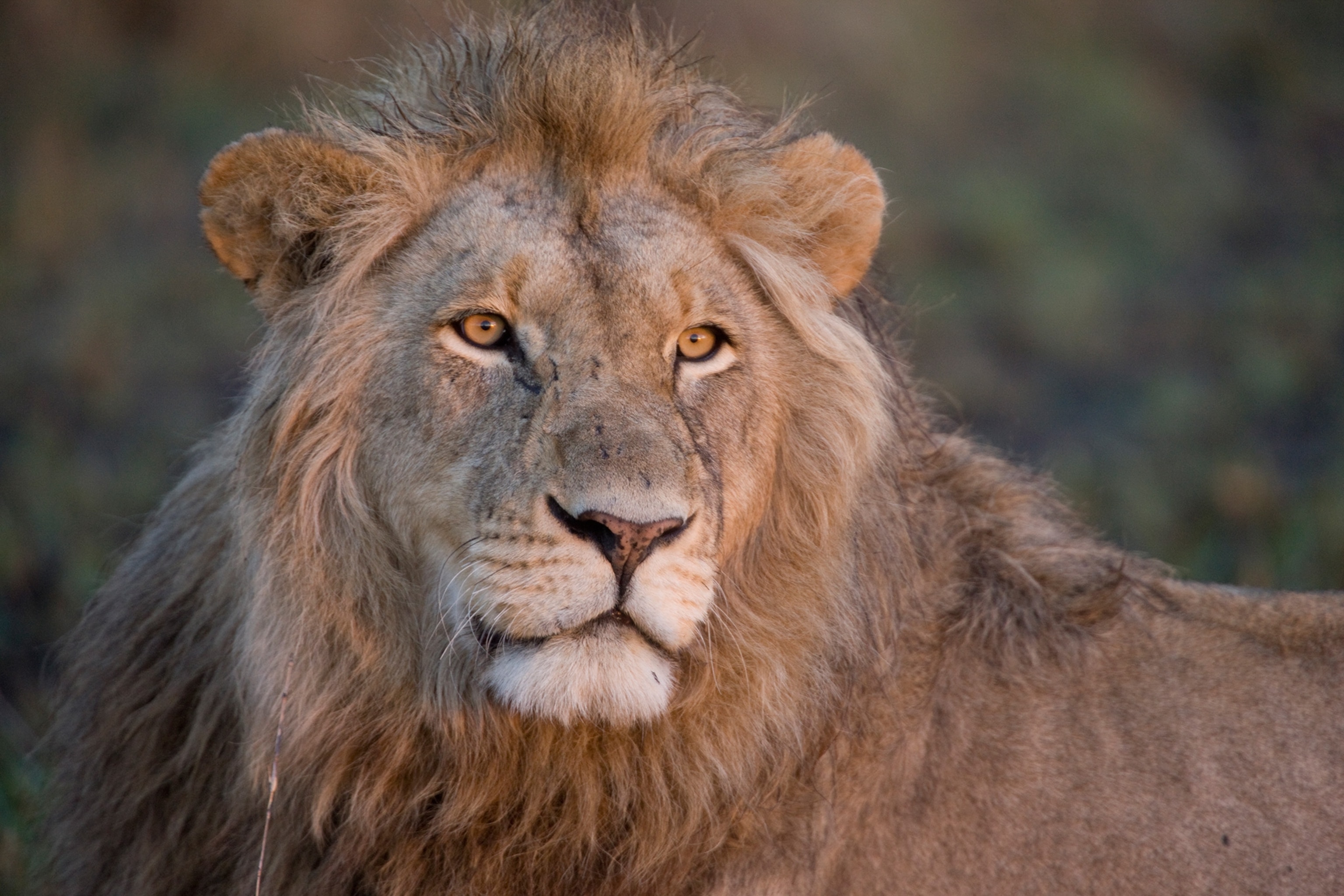a male lion