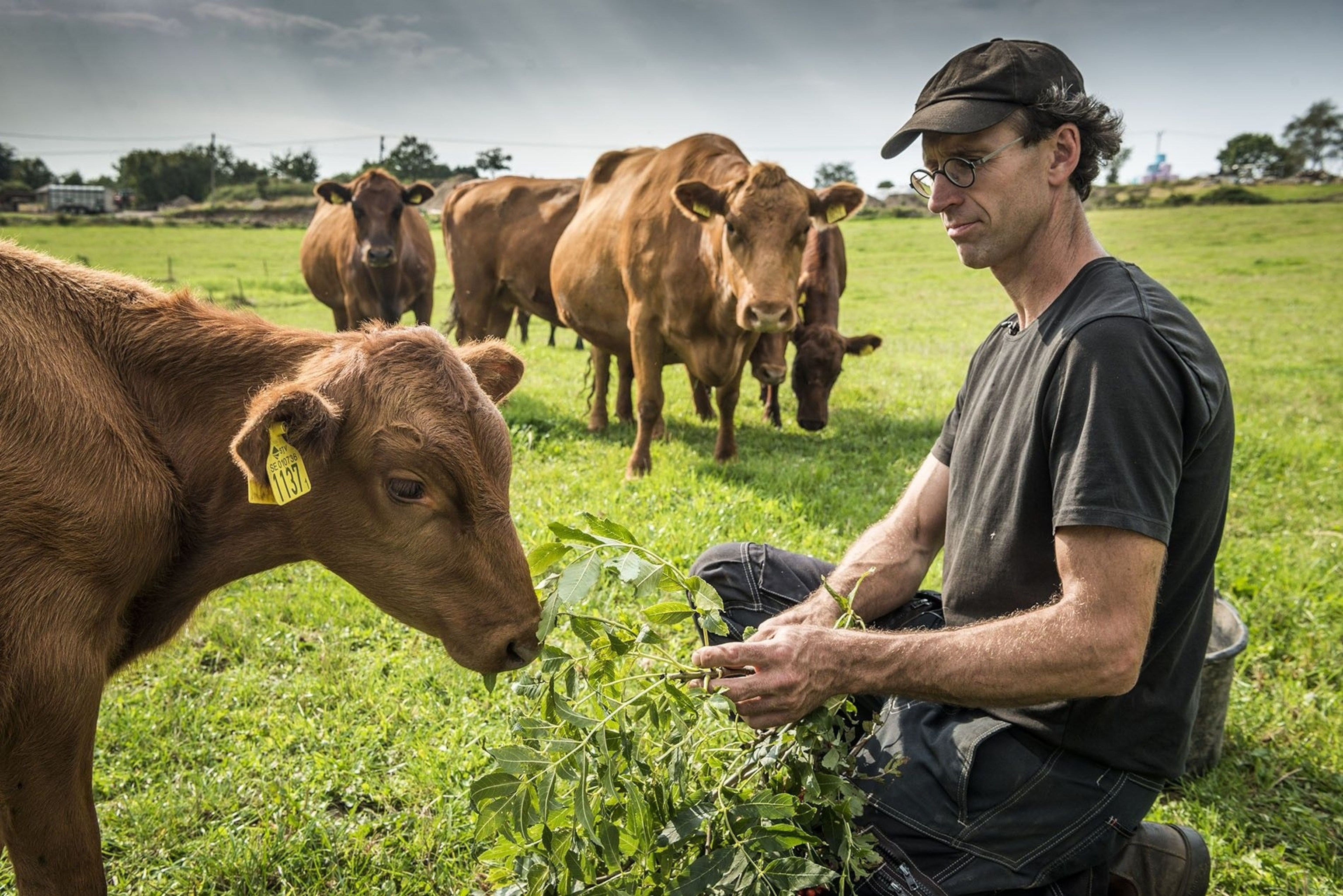 At David Lindegrens's farm shop, locals can find quality beef, lamb and sausages.