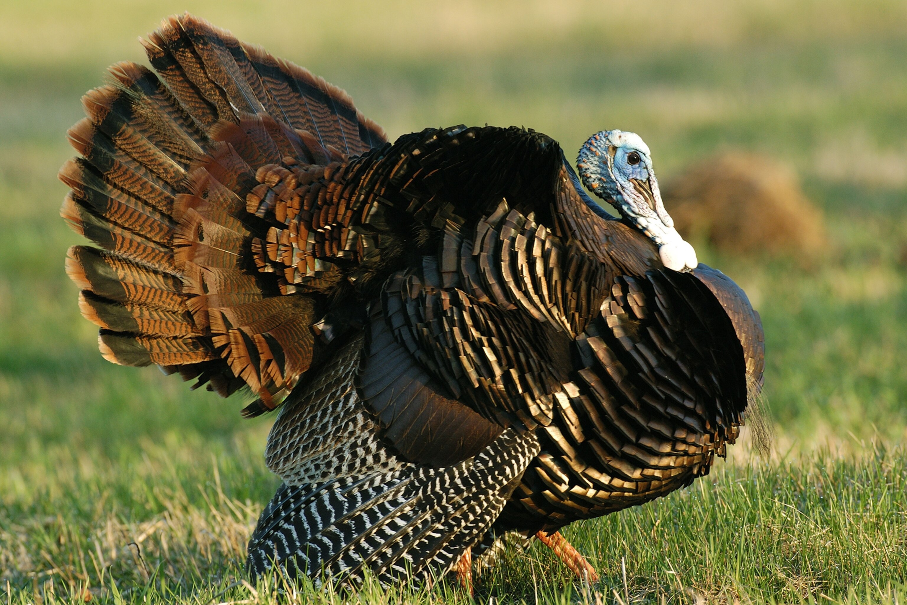 This Thanksgiving, Meet the Turkey's Glamorous Mexican Cousin