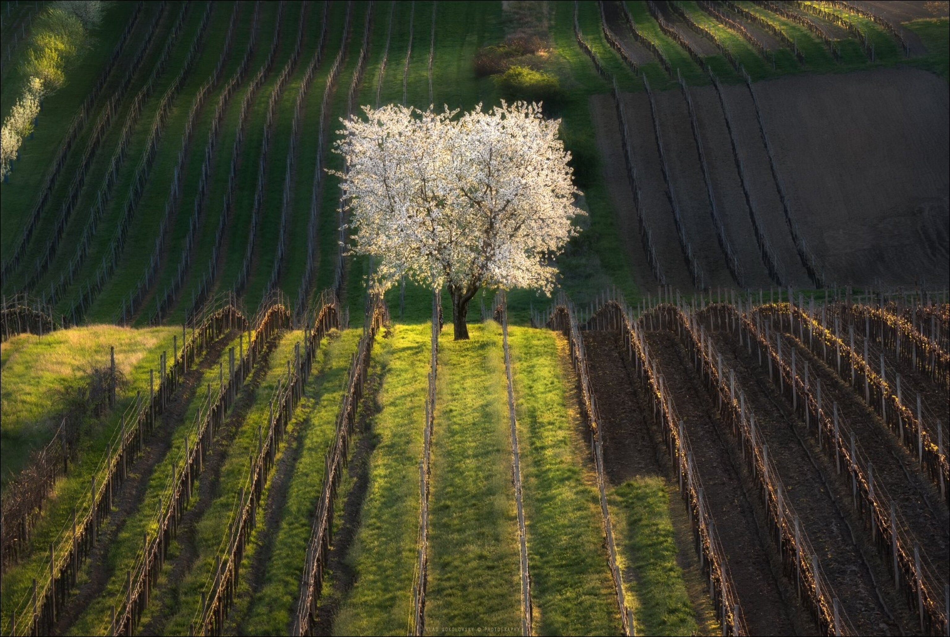 cherry blossom tree in a field in Czech Republic
