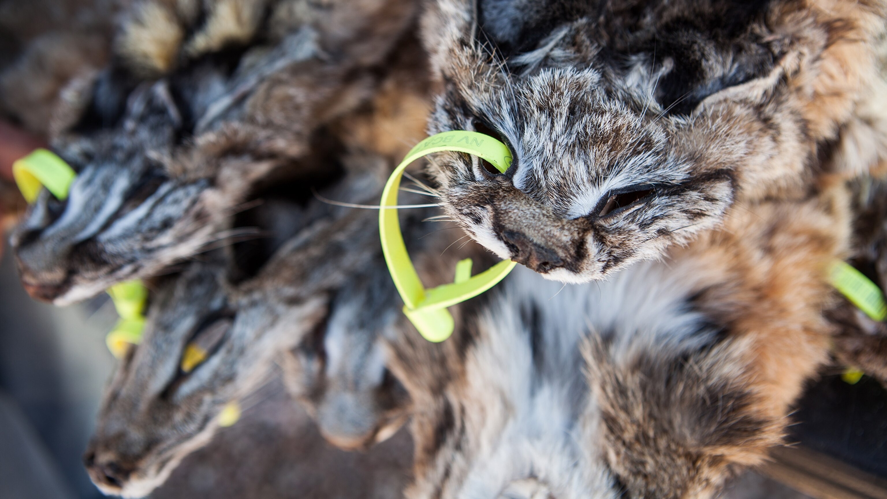 Trapping Bobcats For Fur In The U S Is Going Strong And It S Grisly