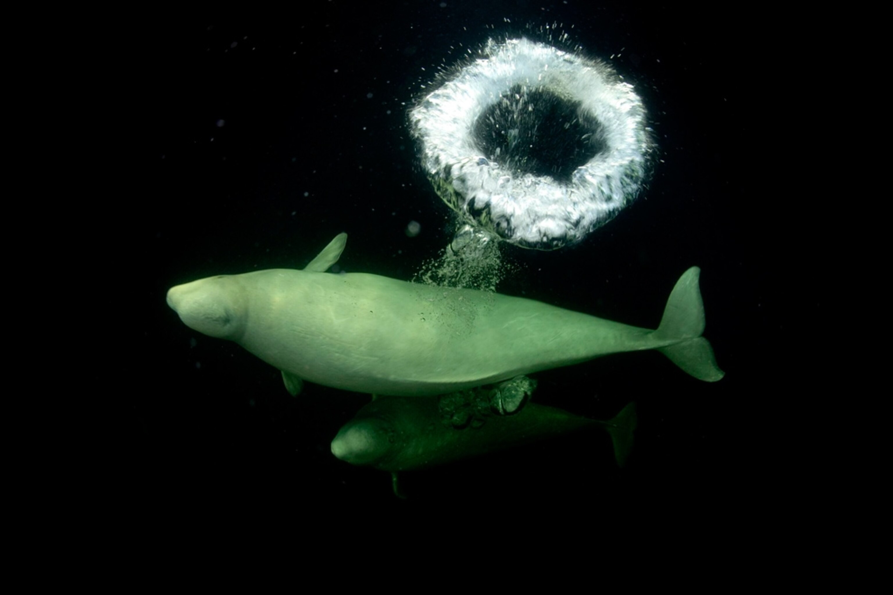 Beluga whales picture -- for best pictures of October photo gallery