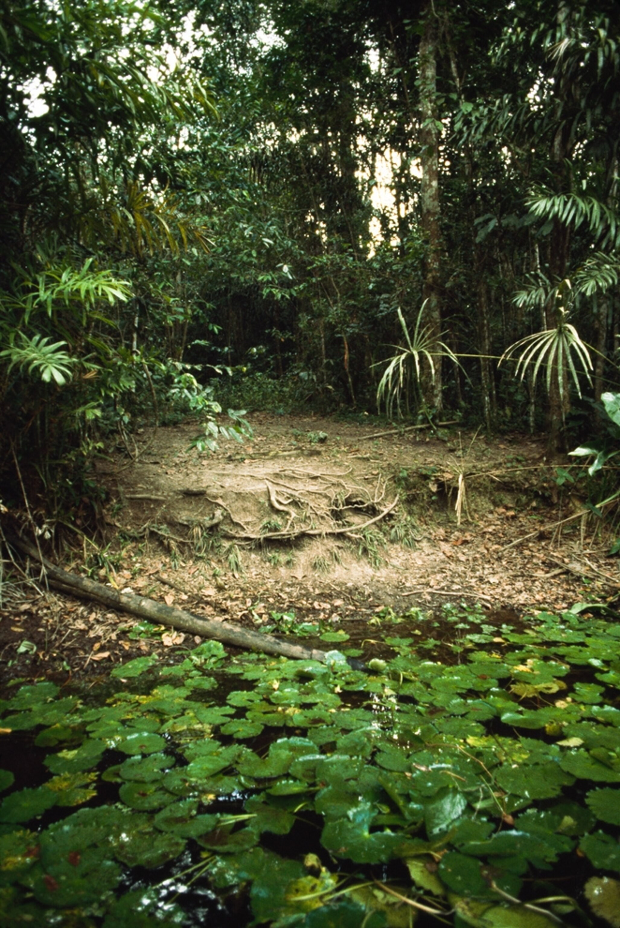 Suriname picture: creek -- for gallery related to Earth's population hitting seven billion