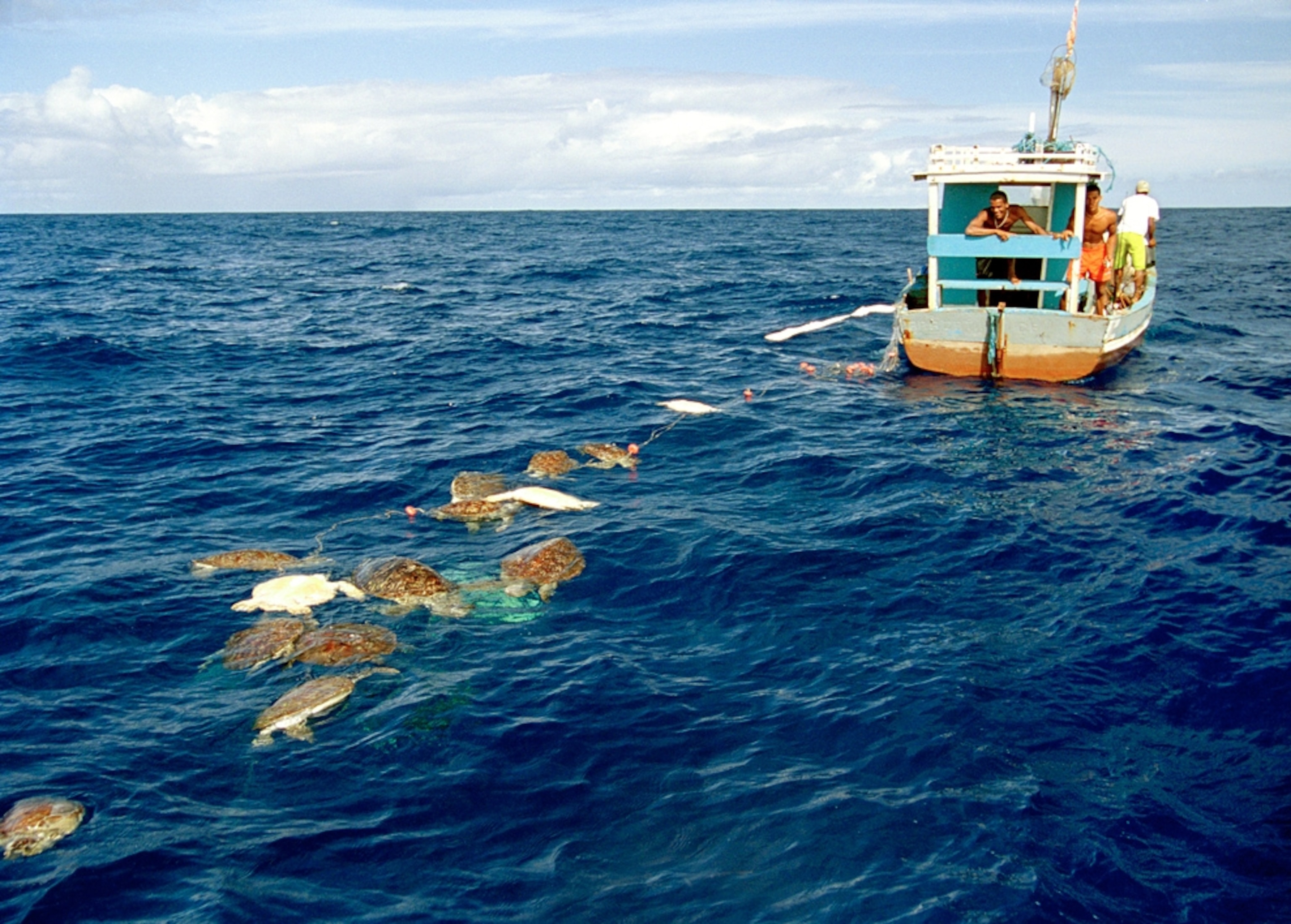 sea turtles caught in a net for a story on how millions of sea turtles are killed accidentally each year.