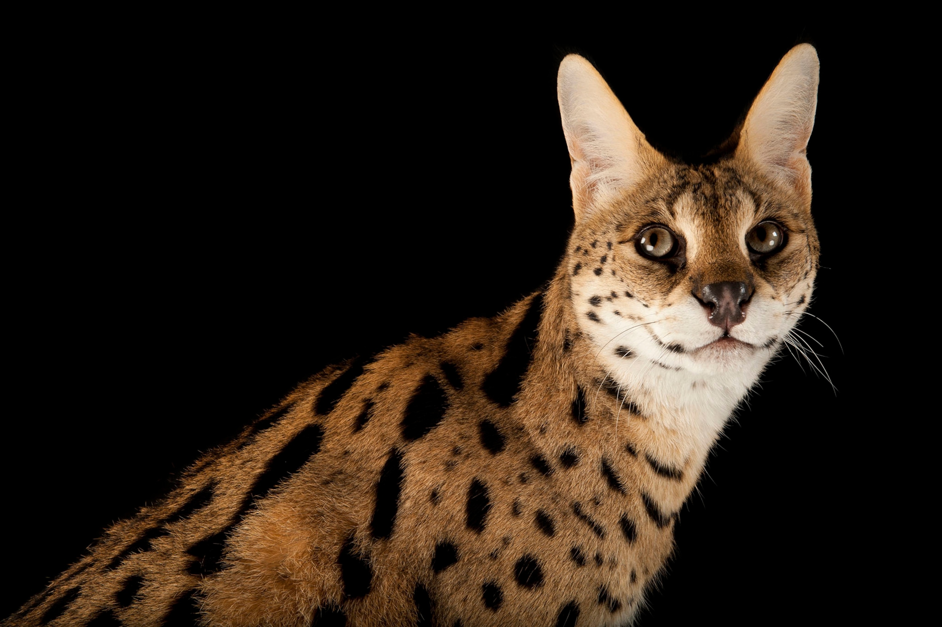Do Big Cats Get Hairballs?