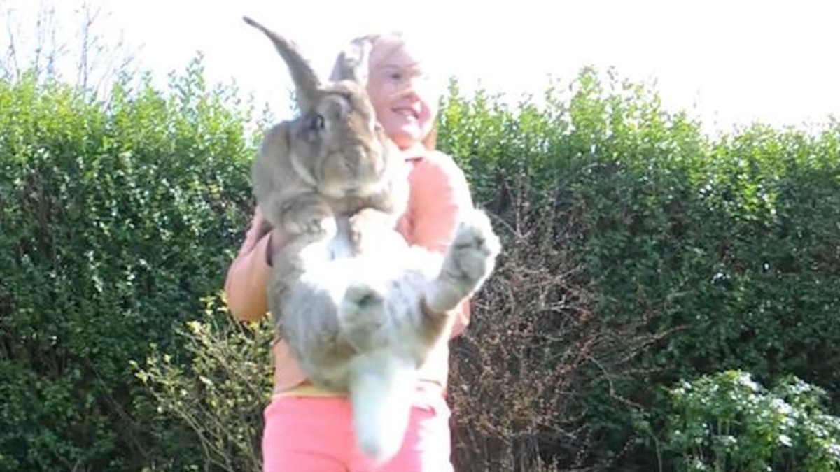 How Did Giant Rabbit Die on United Flight? Experts Weigh In