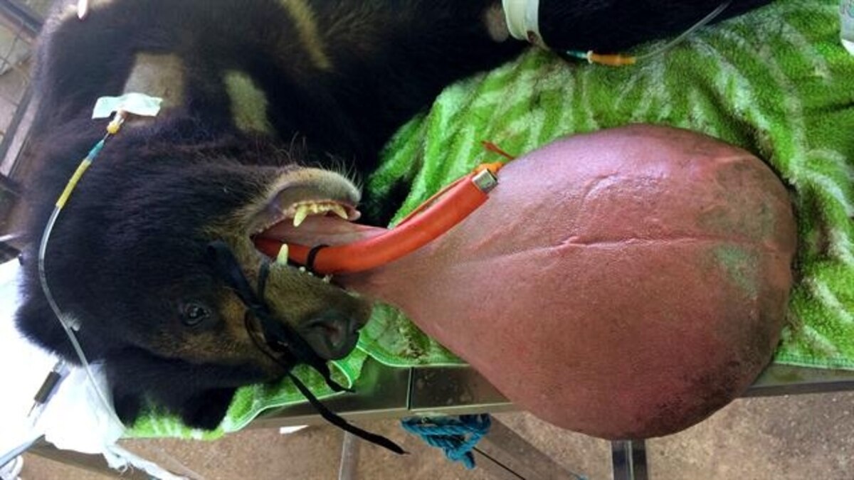 Vets Remove Huge Tongue From Rescued Moon Bear