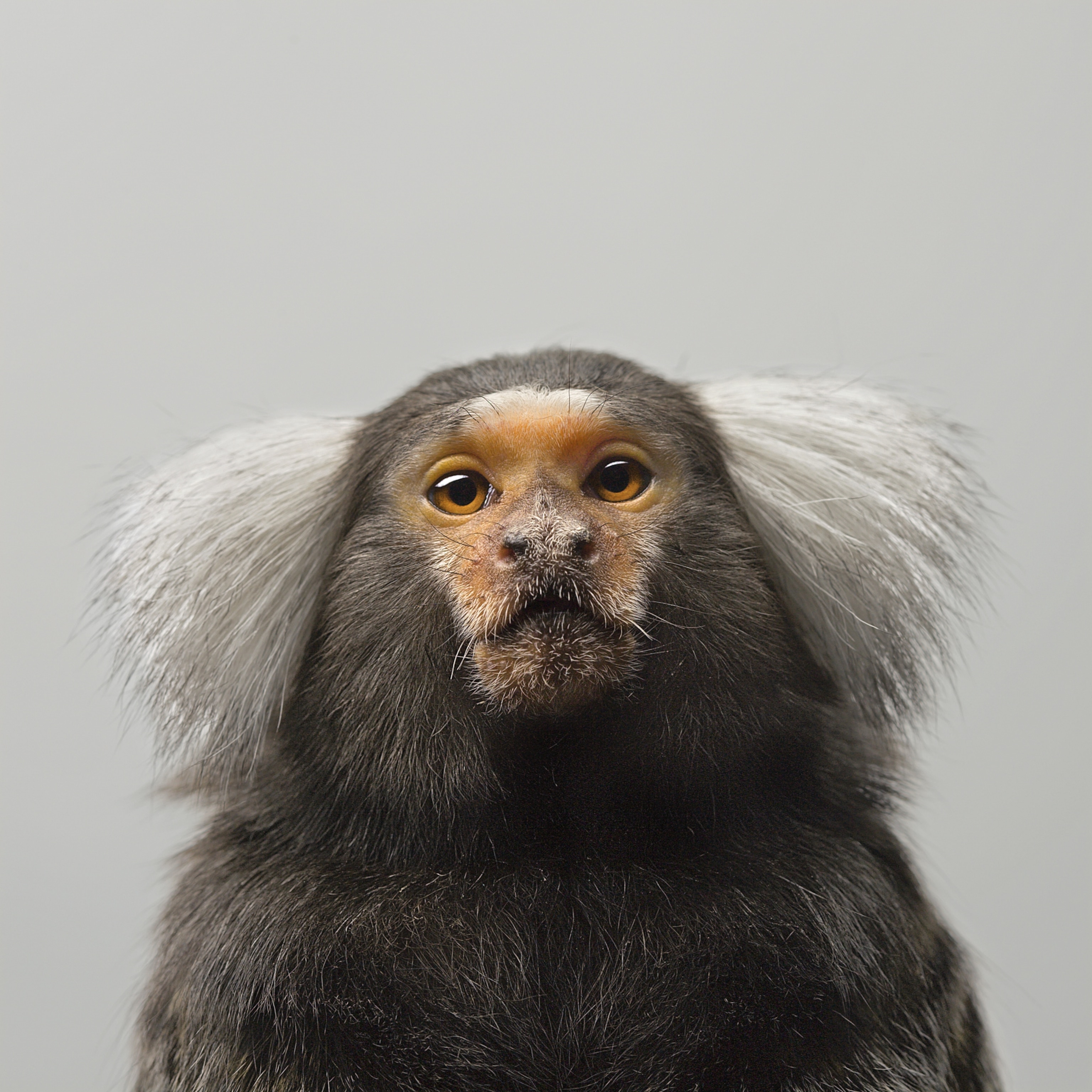 a common marmoset with a tan face, light gray ears and a dark gray body