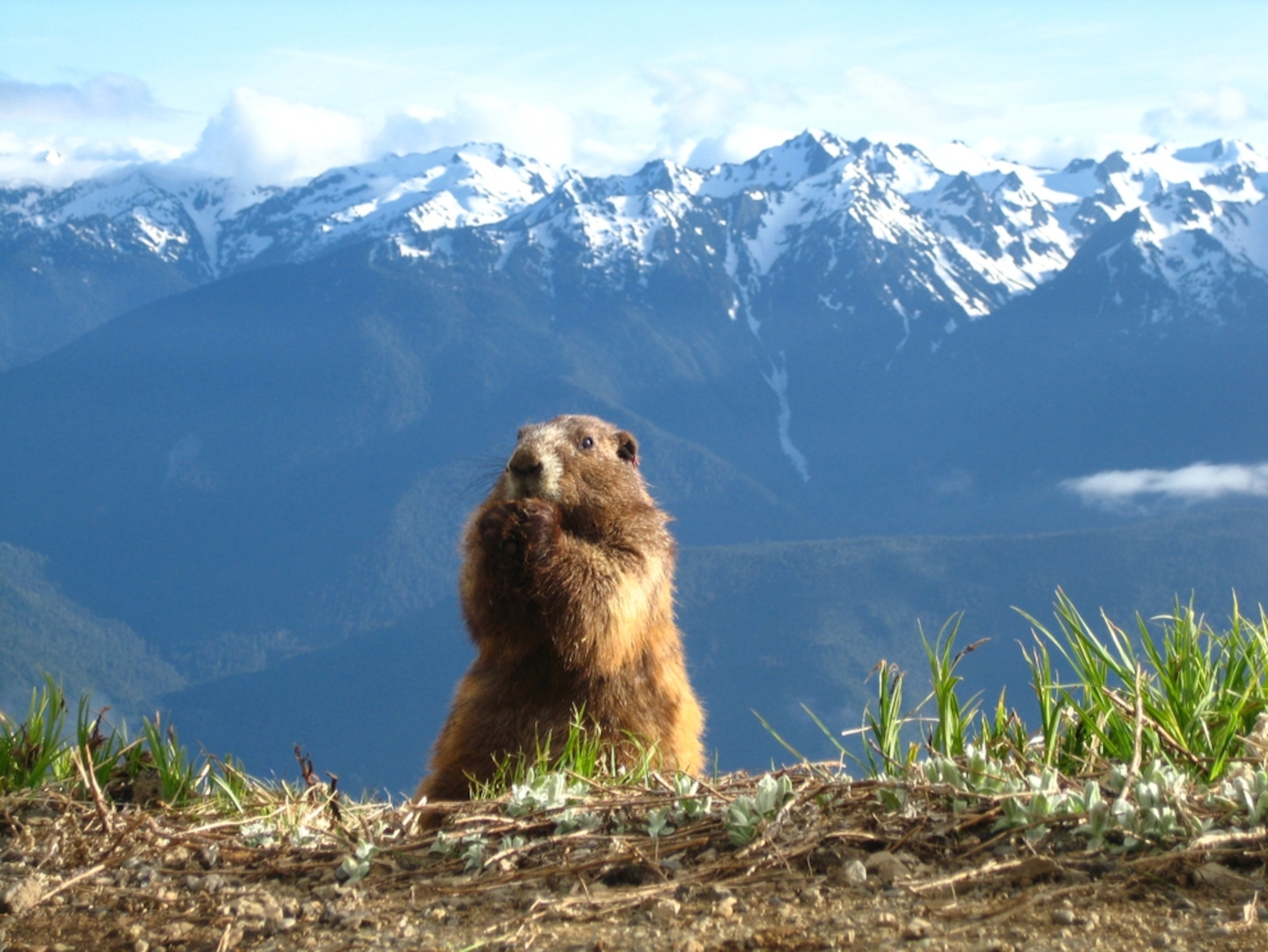 Marmot picture - marmot eating in front of Olympic mountain range
