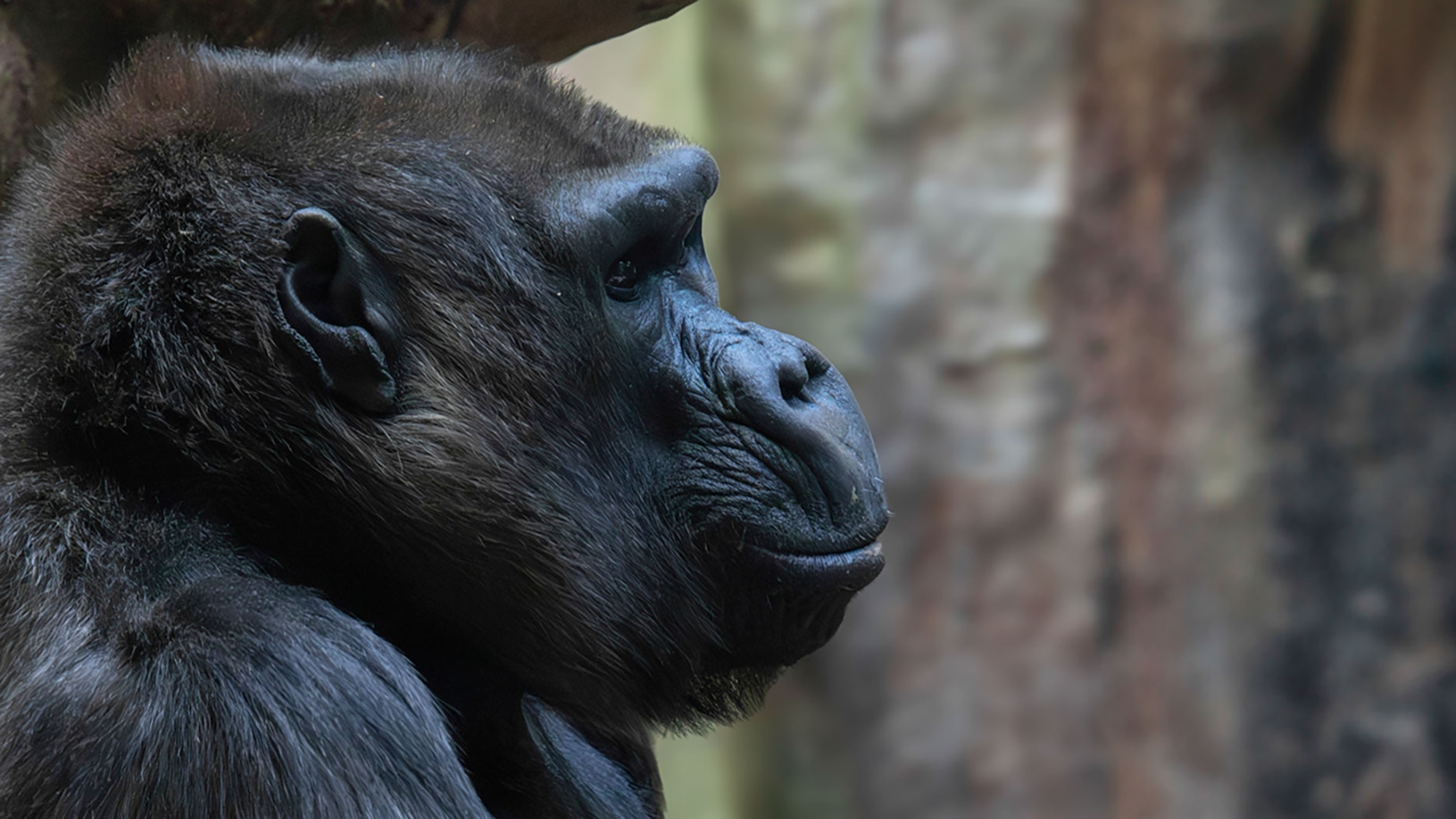 This gorilla is 50 years old and still nursing orphans. Why?