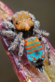 Rainbow Tarantula