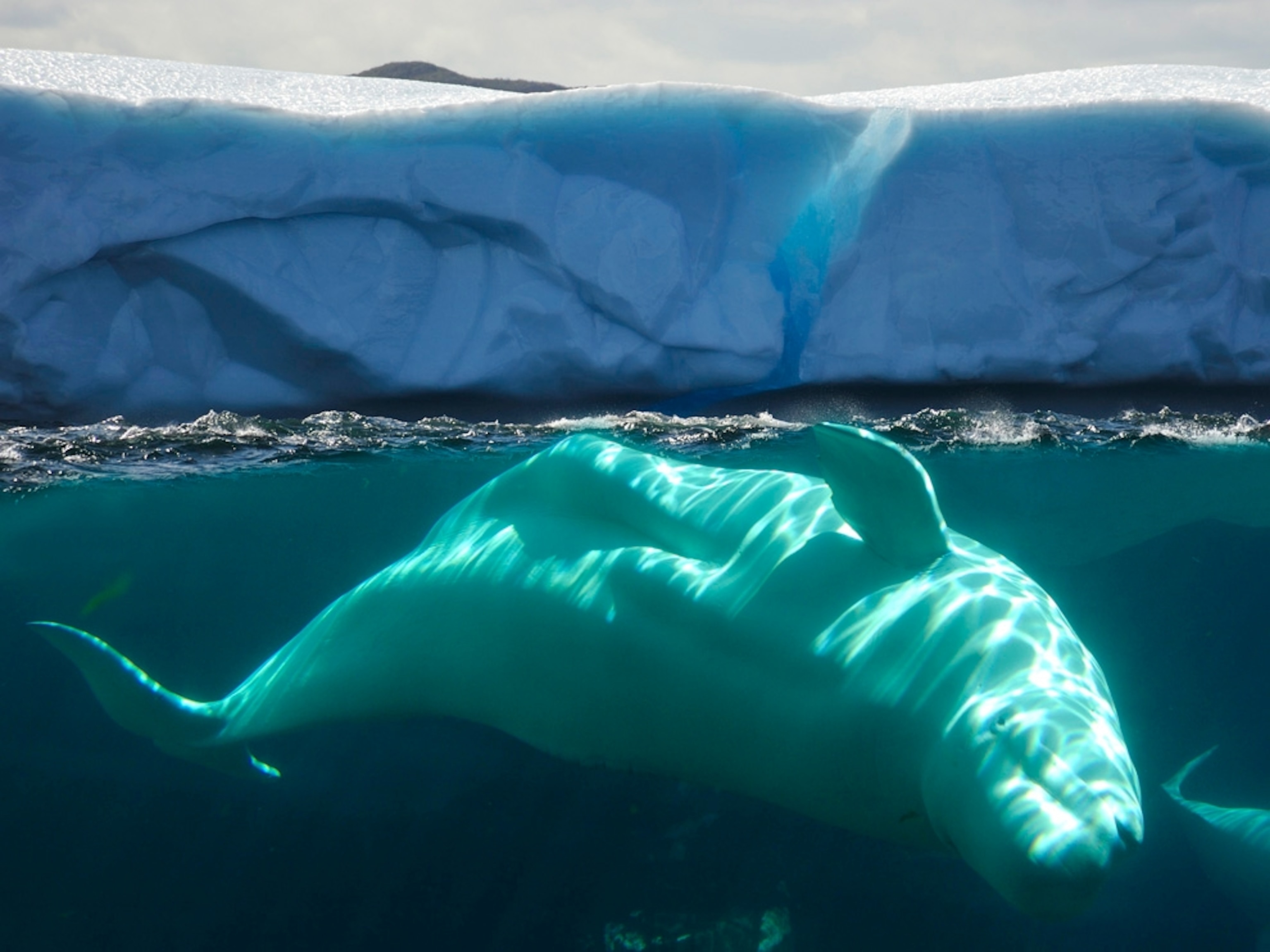 a whale swimming under an iceberg near Newfoundland, Canada
