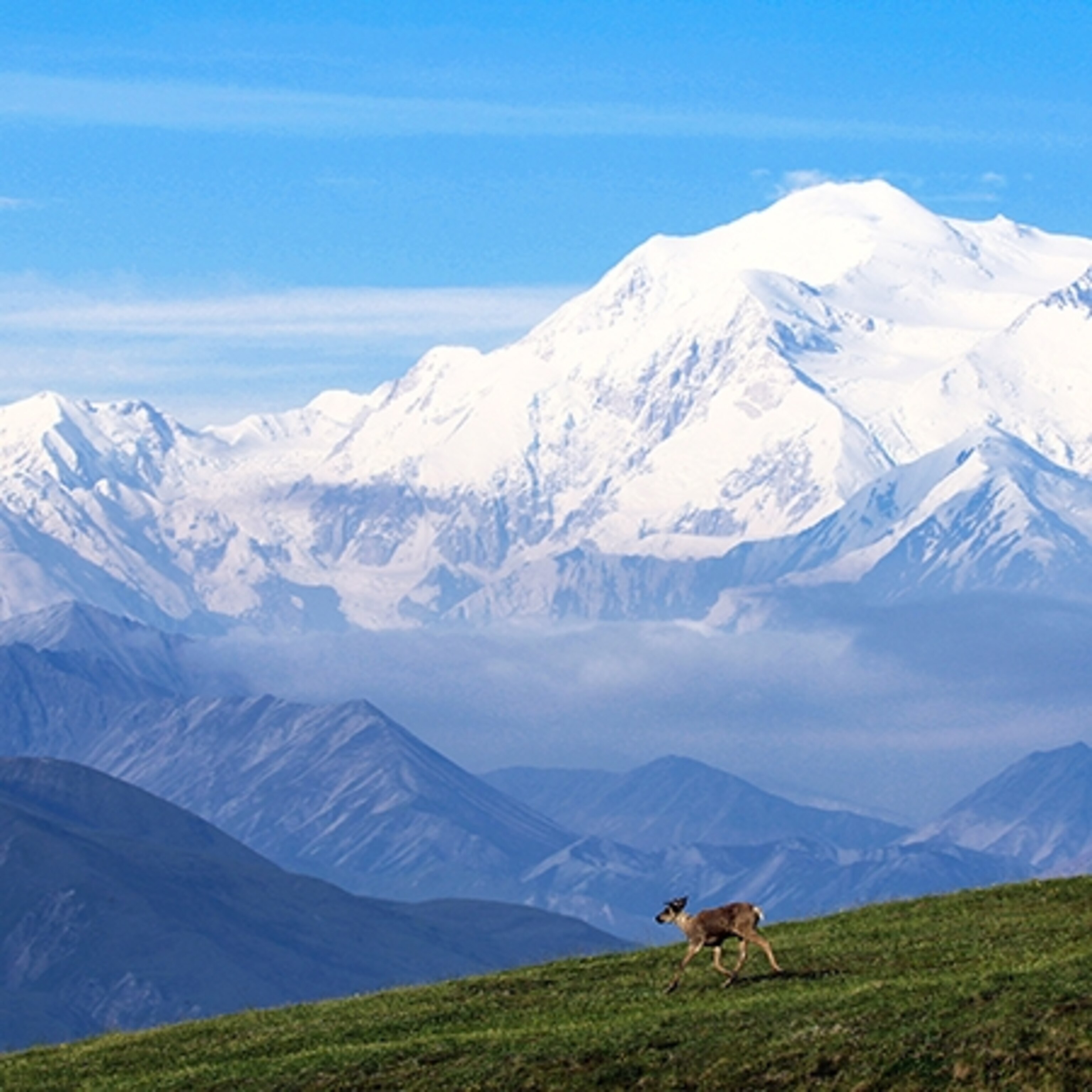 a caribou wandering in a field in Denali National Park, Alaska