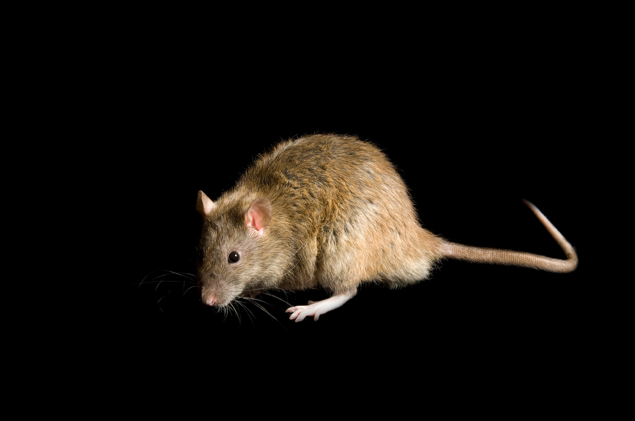 Rats National Geographic Rats National Geographic