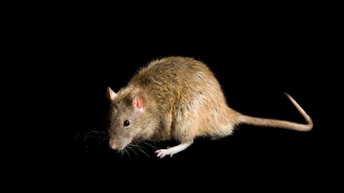 Rats