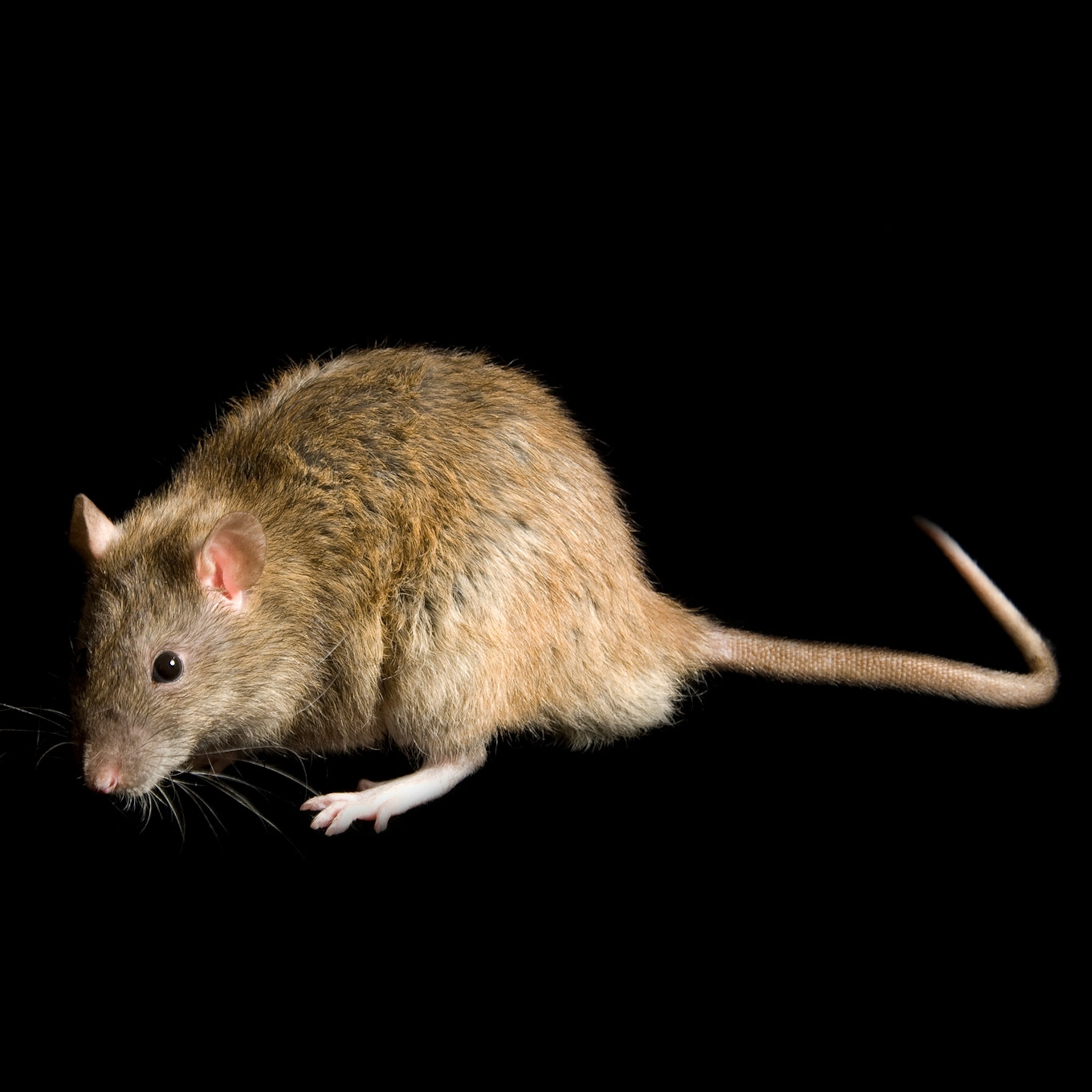 その他 RATS rats