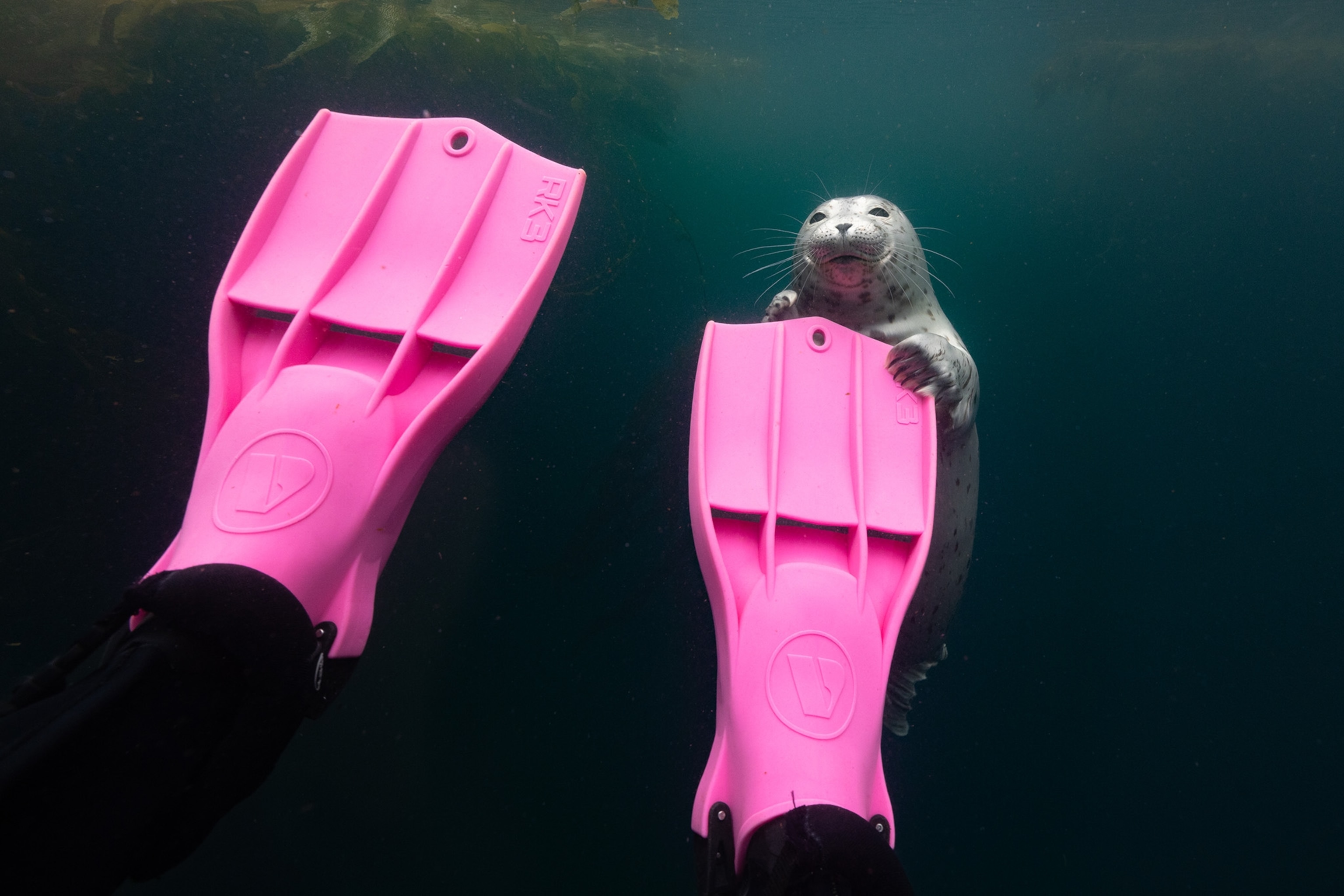 A grey baby seal grabs onto bright pink flippers.