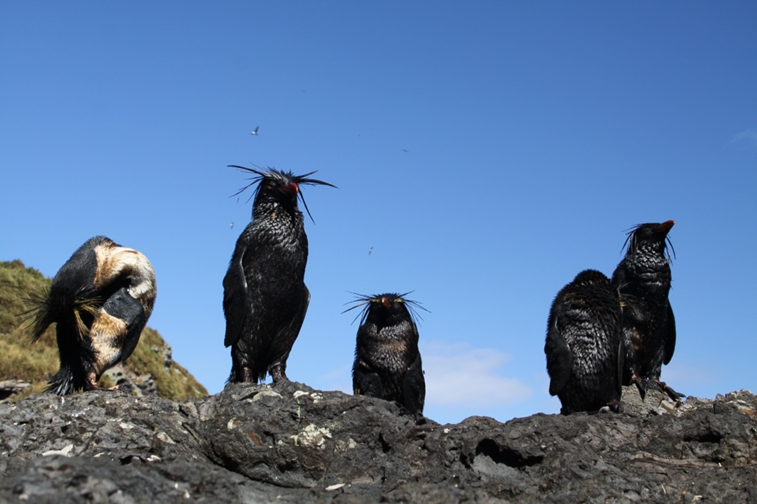 Nightingale Island oil spill picture: oiled northern rockhopper penguin