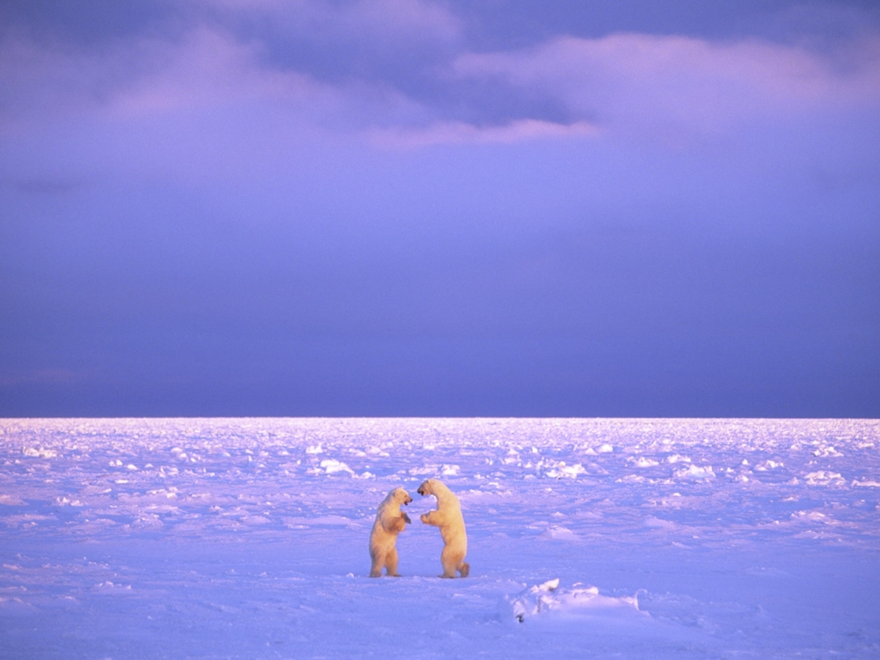 Two polar bears playing on ice in Manitoba Canada