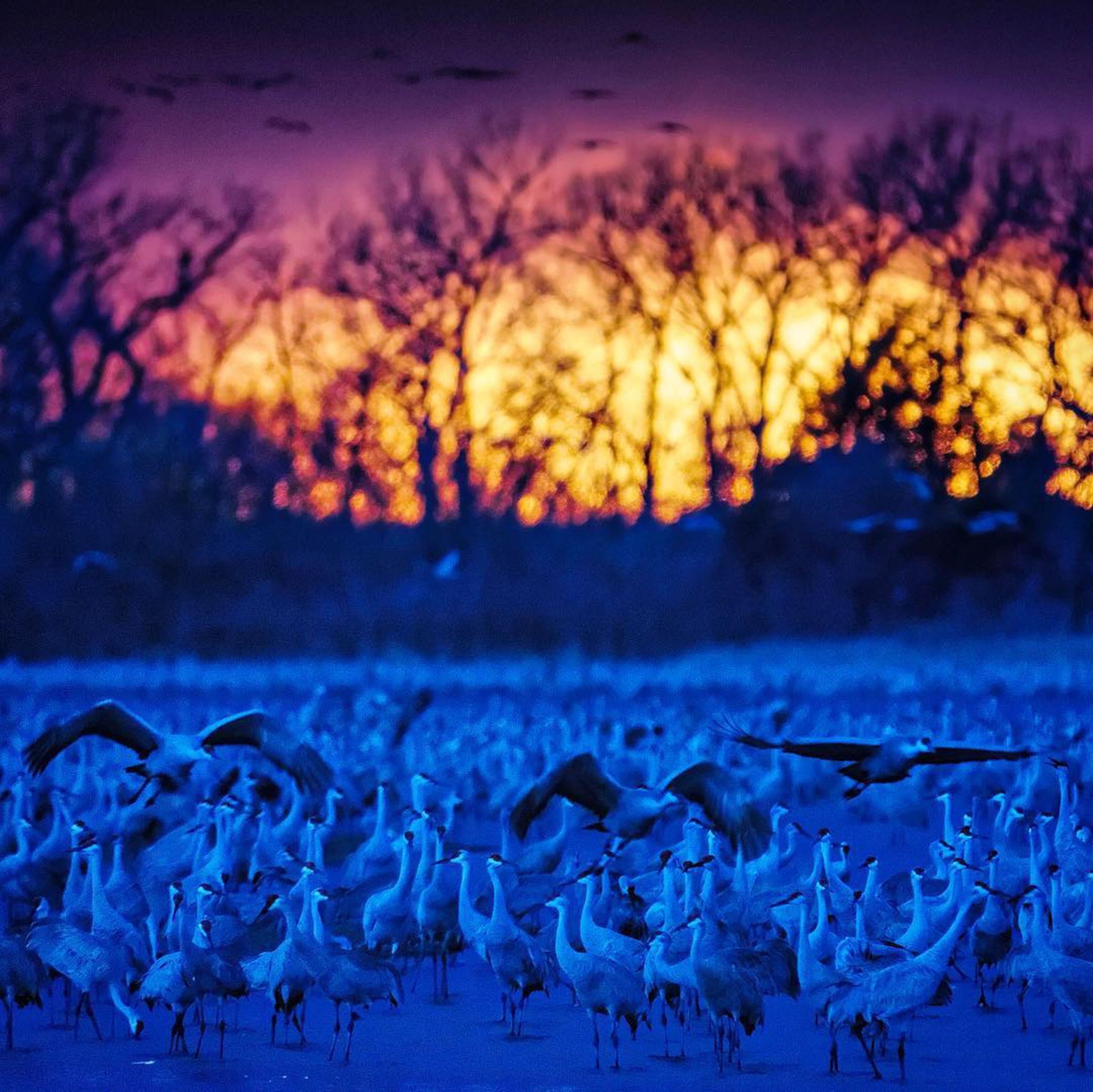 sandhill cranes near the Platte River, Nebraska