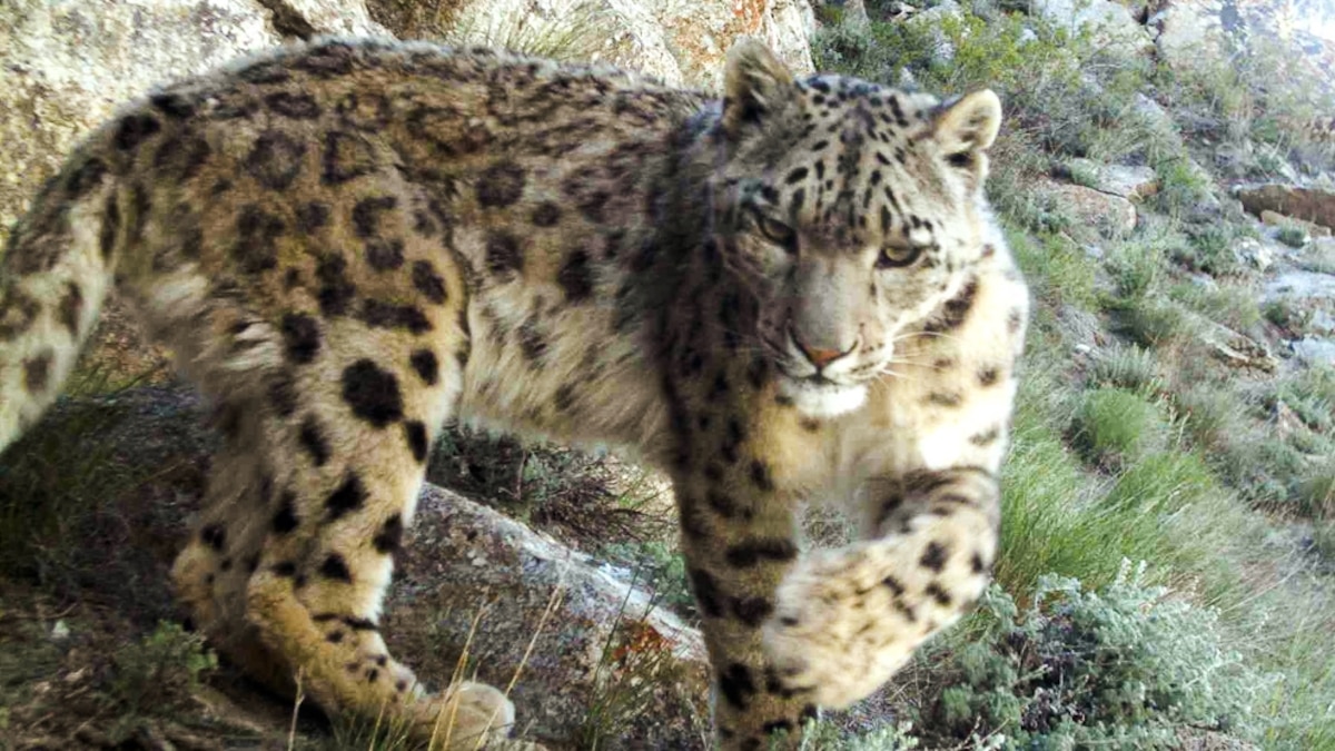 First Pictures: Snow Leopards Rebounding in Afghanistan