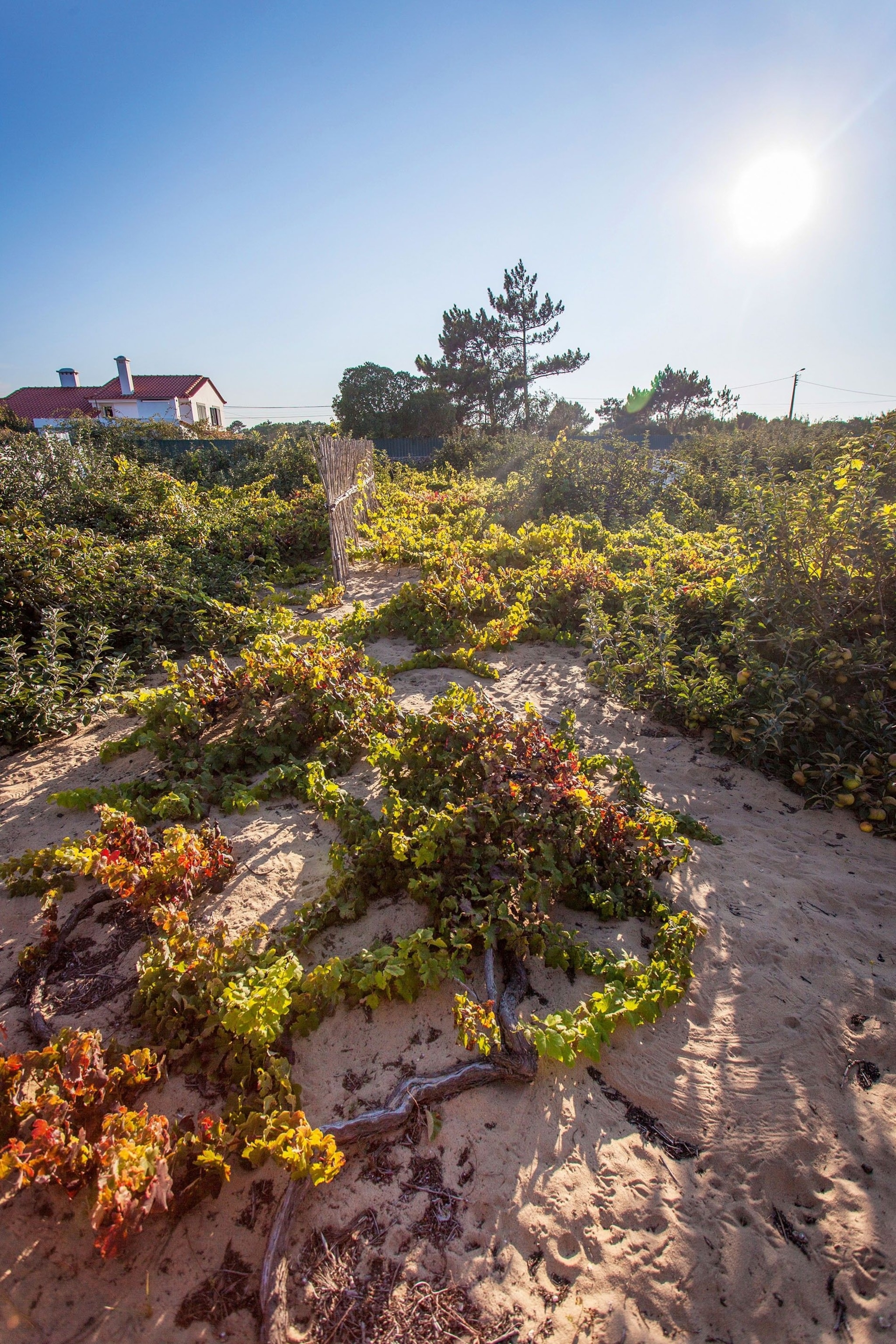 Ramsico grapevines from the Colares region, 200 metres from the Atlantic Ocean, propped up above the sand during the end of the maturation cycle.