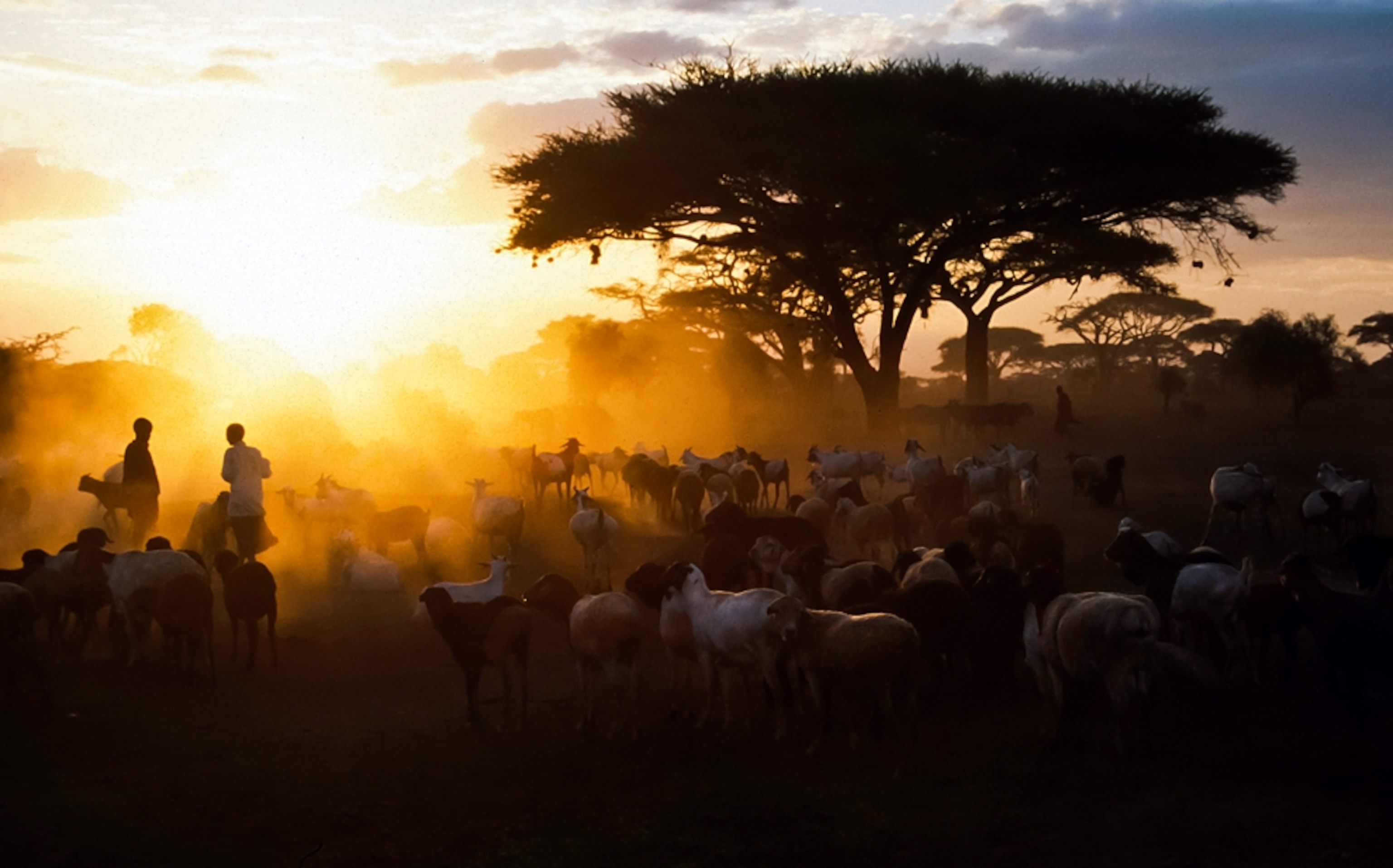 Maasai cattle herders