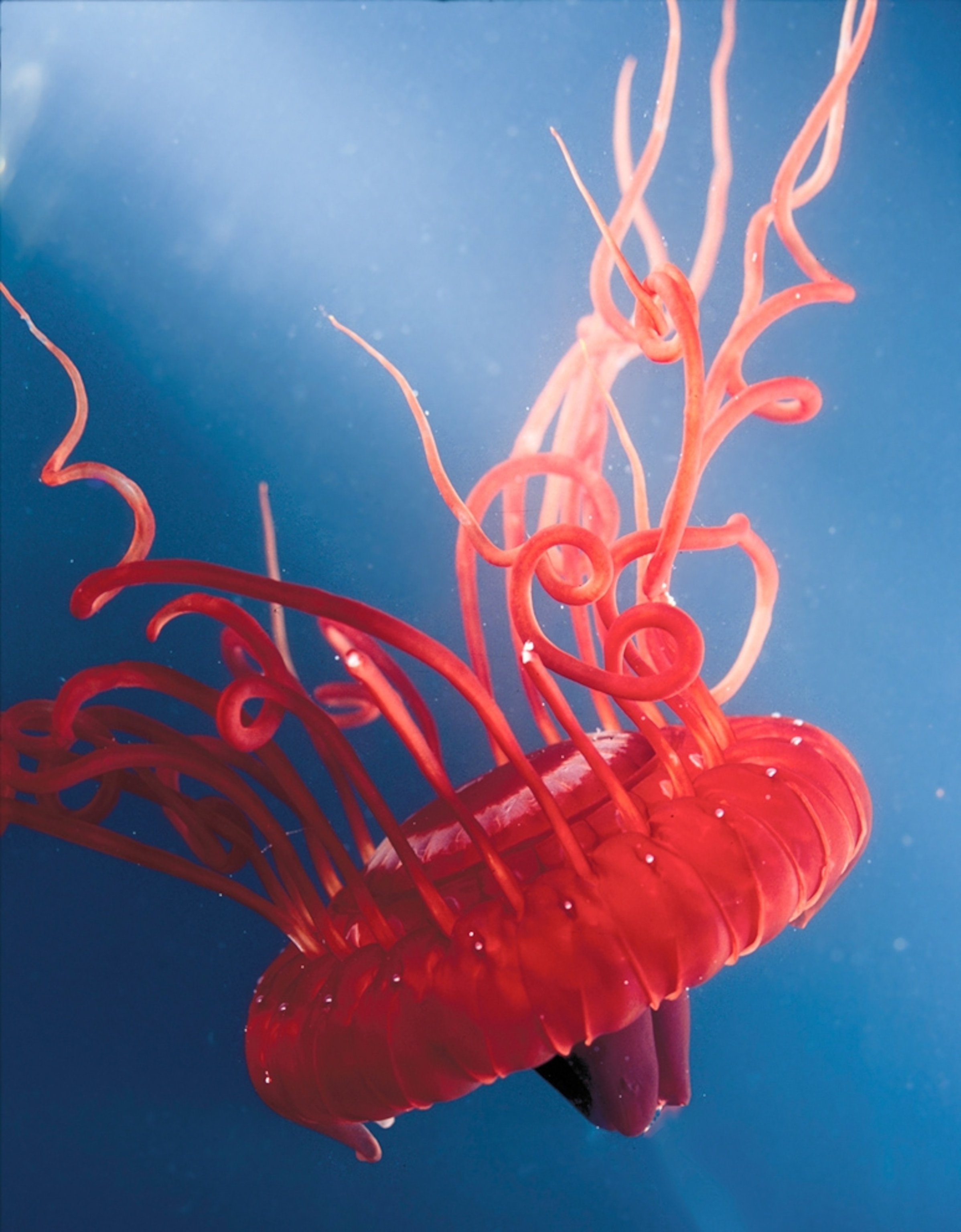 A picture of an atolla jellyfish off Osprey Reef in the Coral Sea