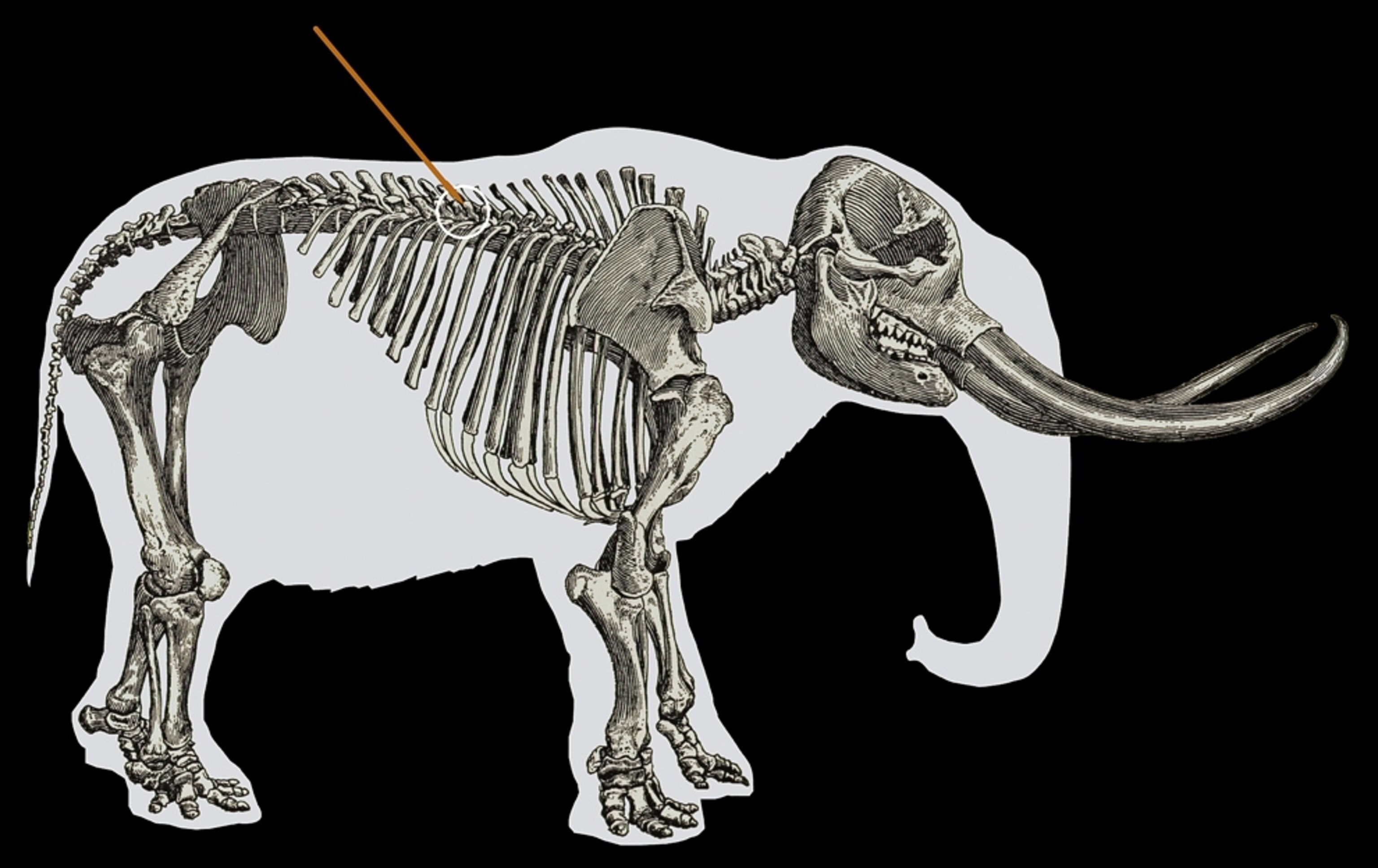 Mastodon picture: showing how rib bone was pierced by spear tip from pre-Clovis hunter in North America