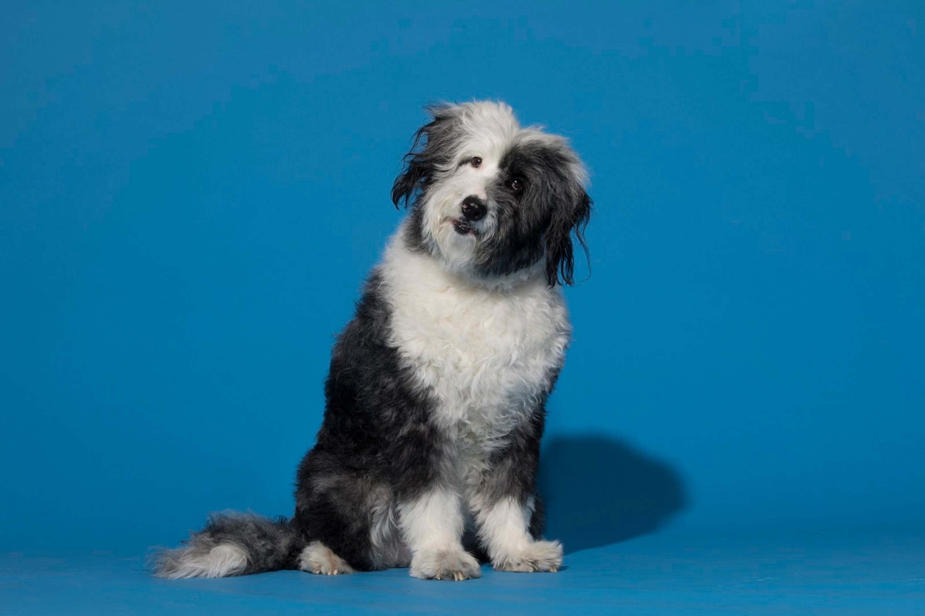 A portrait of Hopper, a five-year-old Aussidoodle.