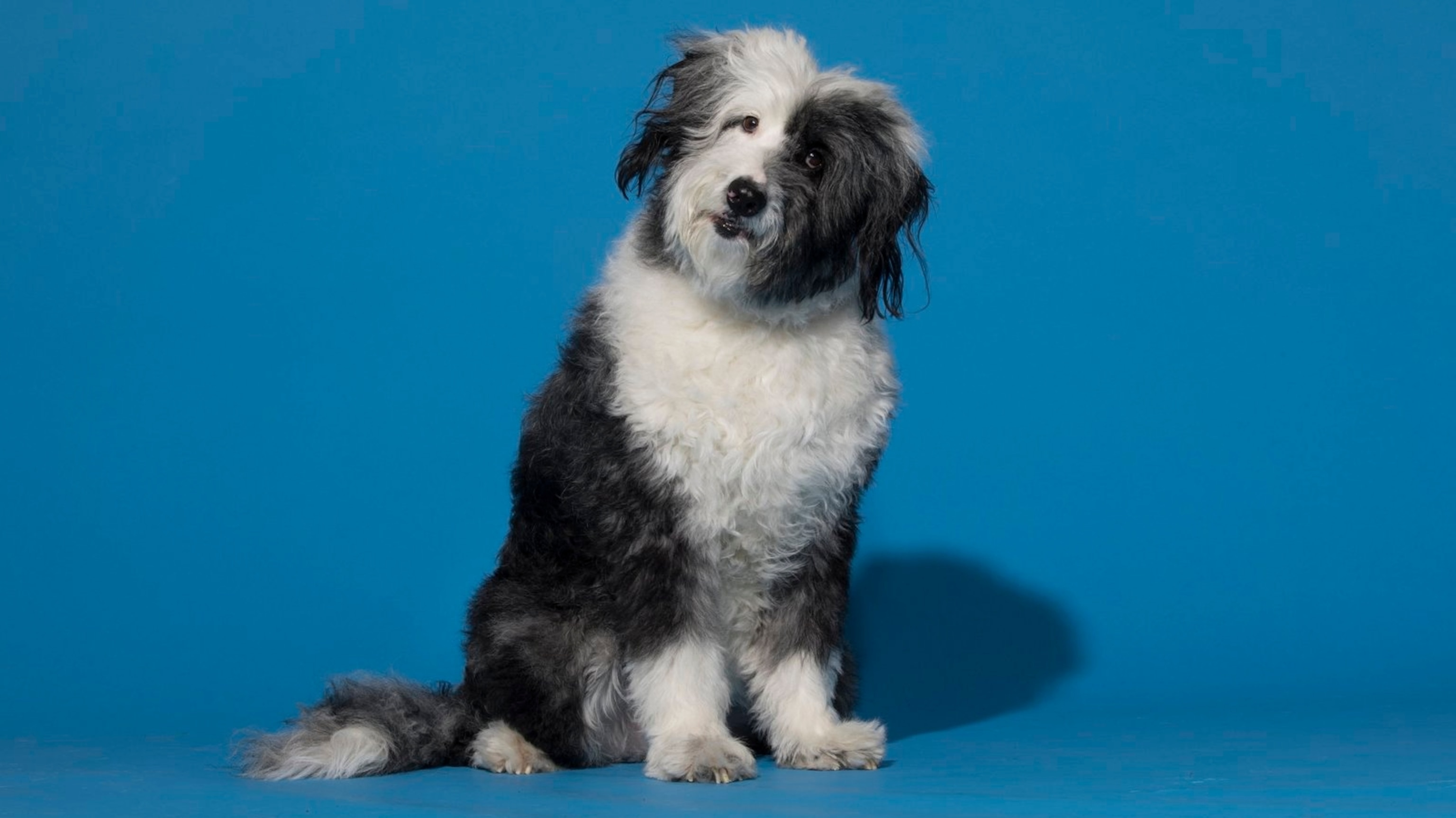 Domesticated: All About Pets
