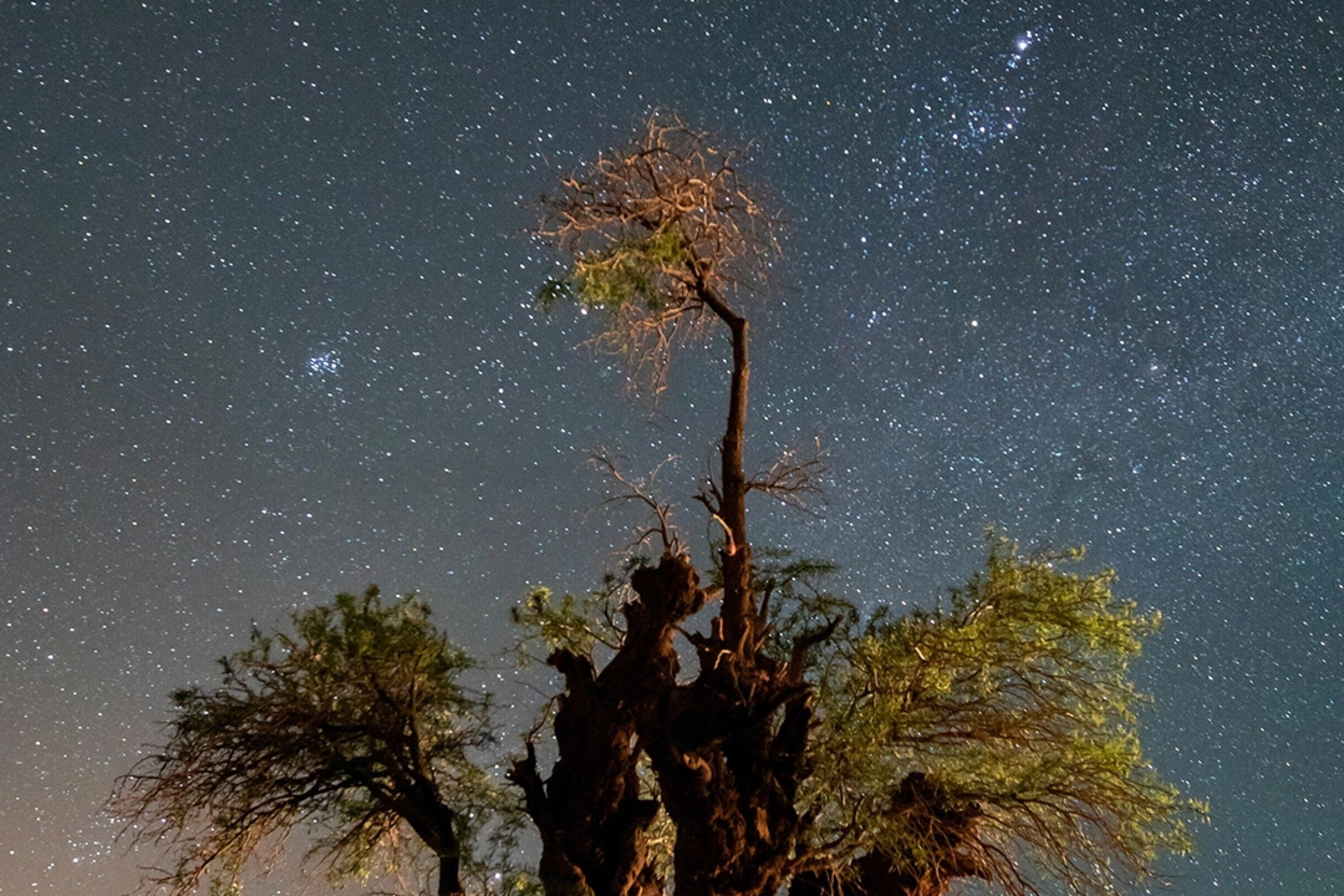 An ancient carob tree in the star-lit Atacama Desert.