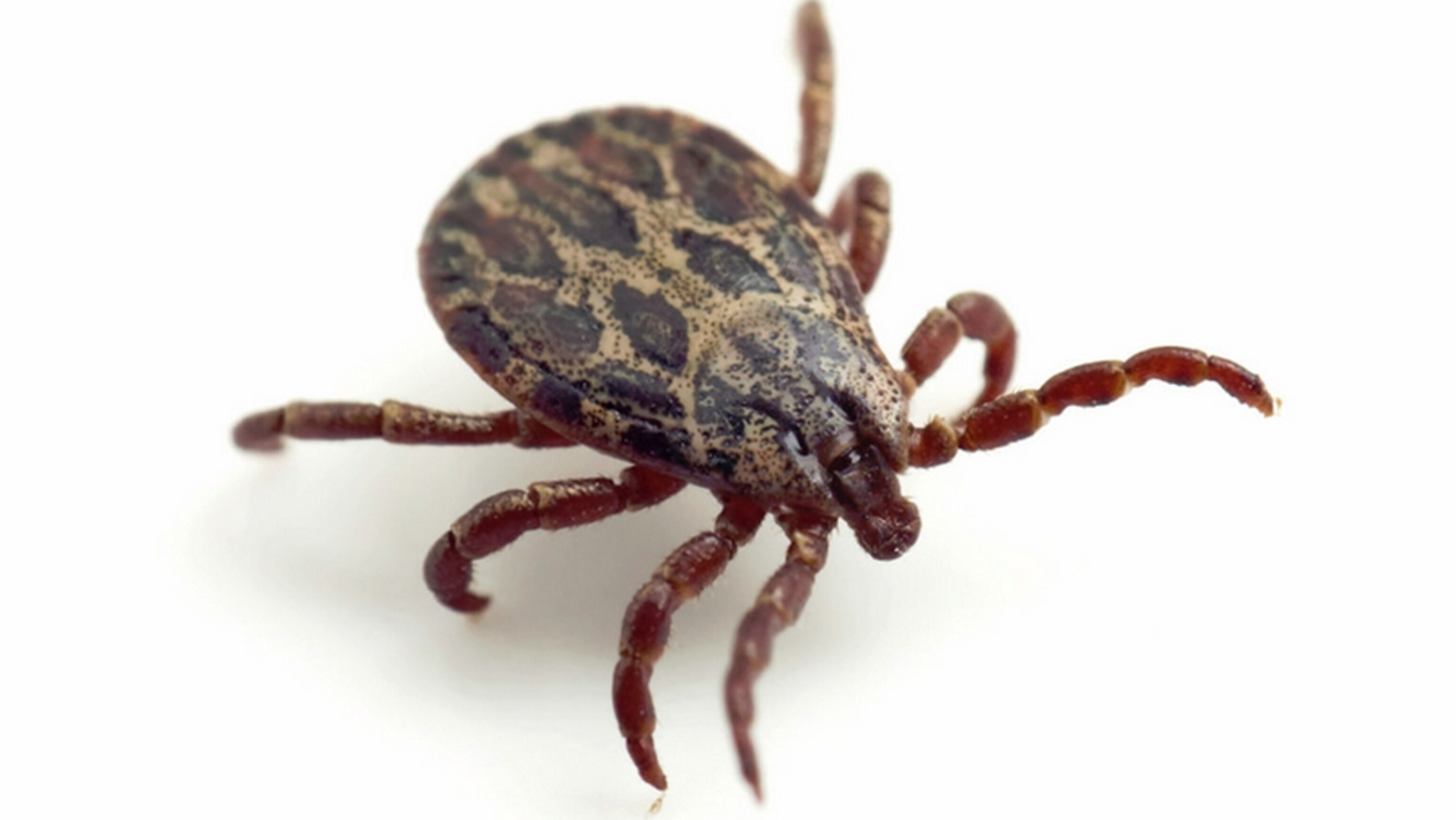Клещ рисунок вектор. Dynamic ticks. Ixodes ricinus. Ixodes trianguliceps. Иксодовые клещи боррелиоз.