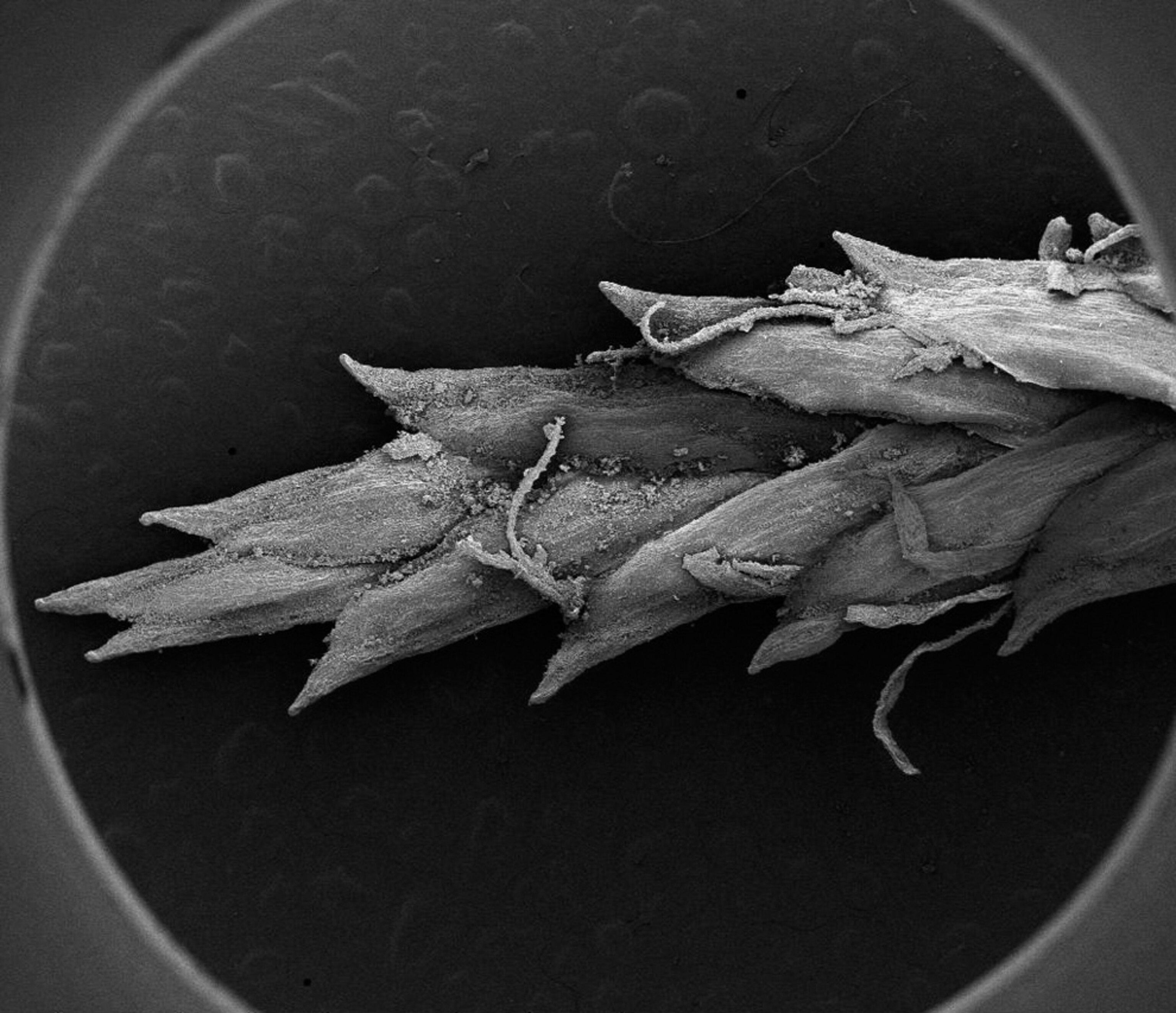 Ancient plant picture: best pictures of December photo gallery