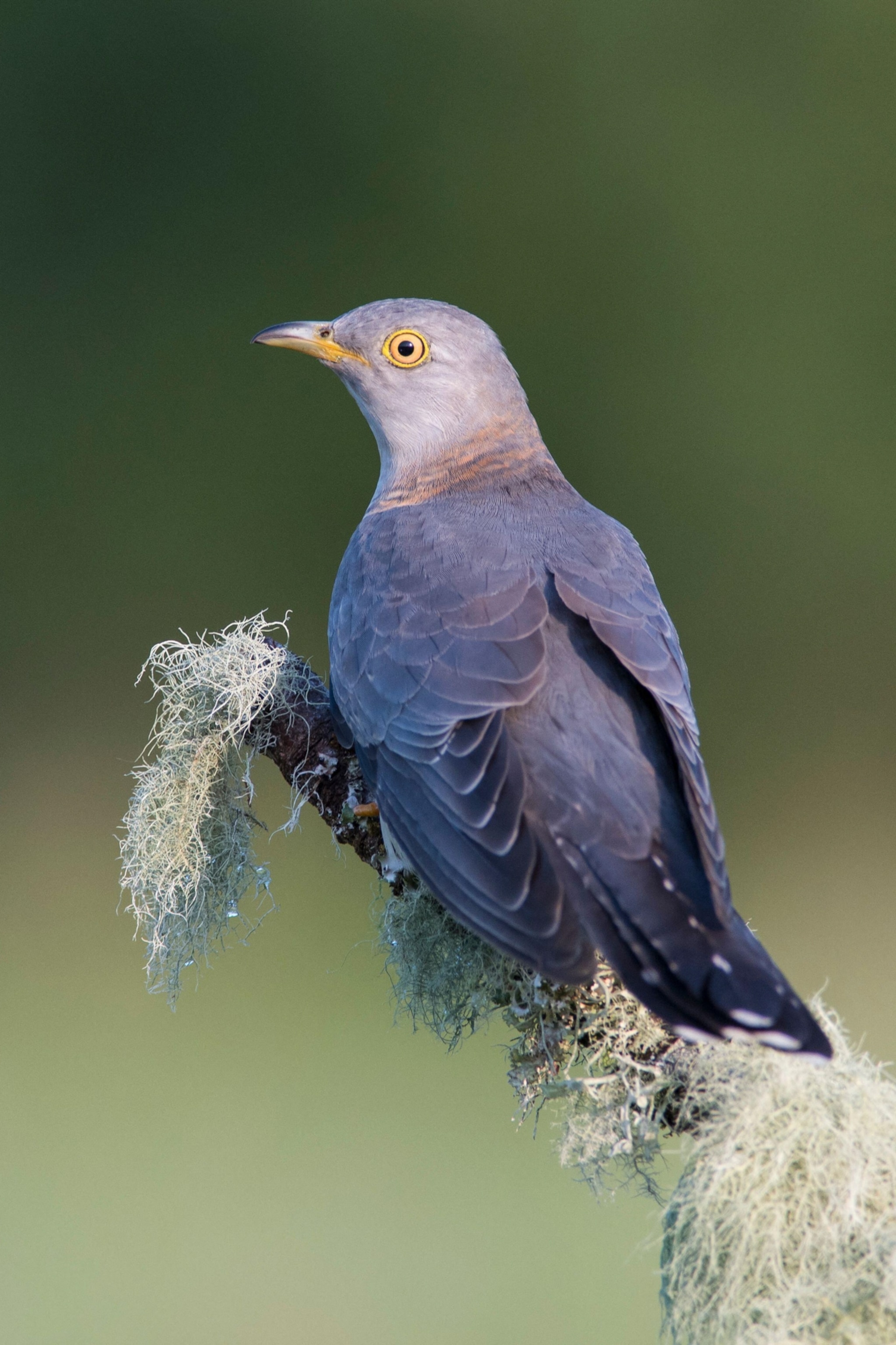 A cuckoo with grey plumage and a yellow eye perching on a moss-covered branch