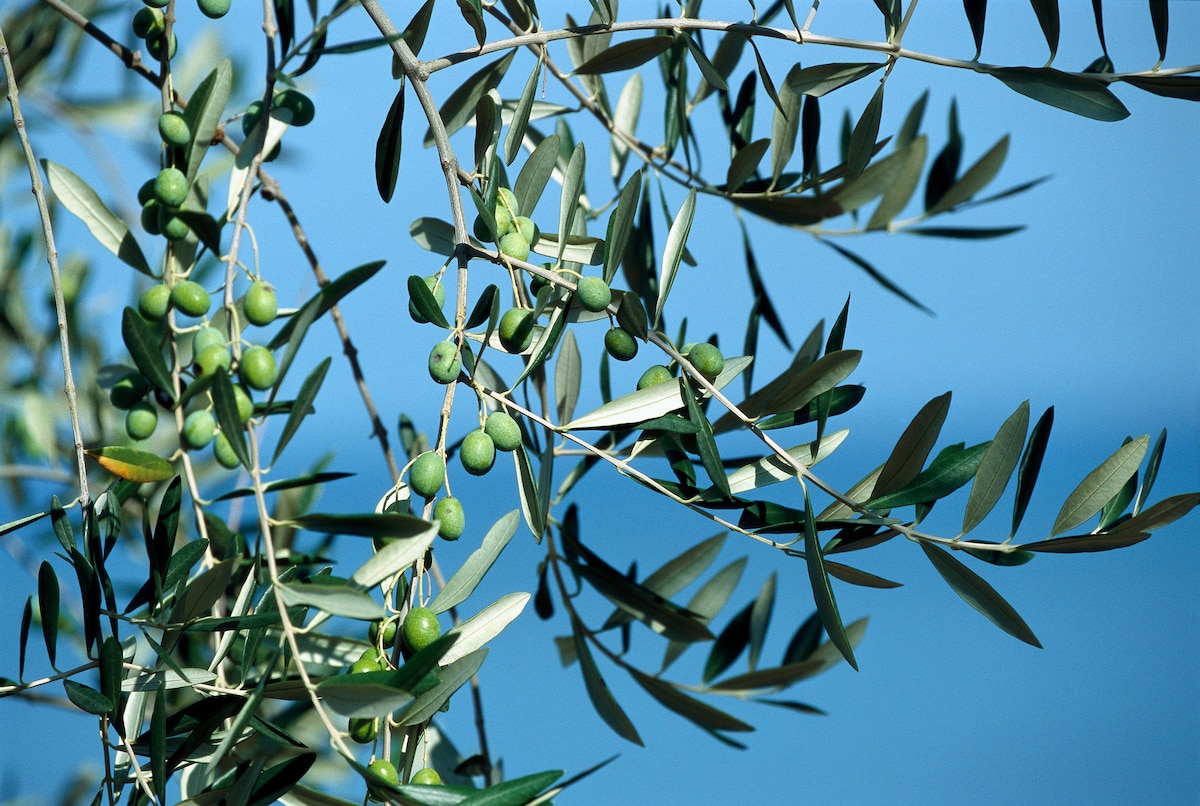 Europe’s Olive Trees Are Dying. Here’s Why You Should Care
