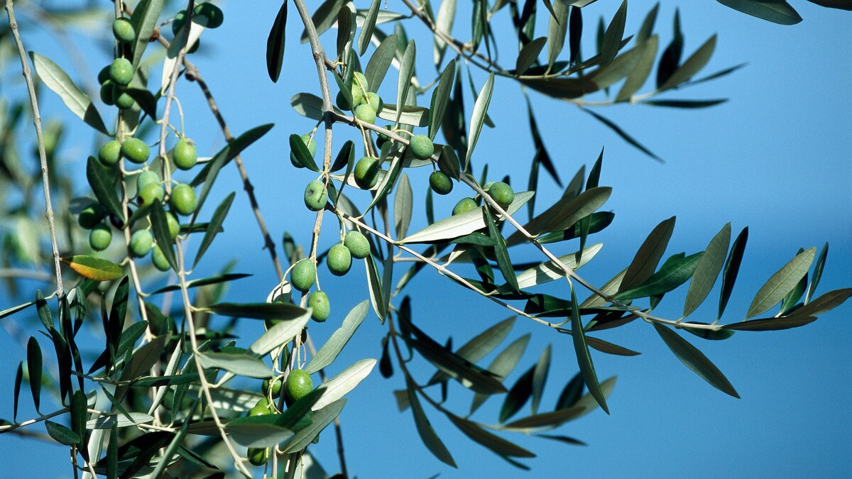 Europe’s Olive Trees Are Dying. Here’s Why You Should Care