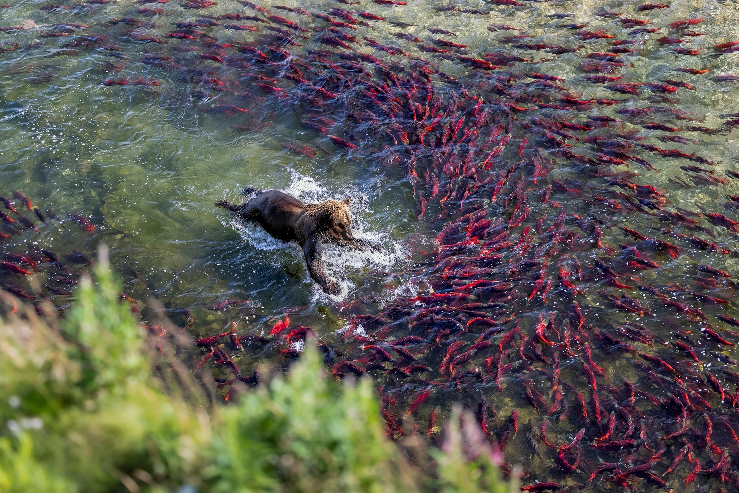 A brown bear in water surrounds a school of red fish.