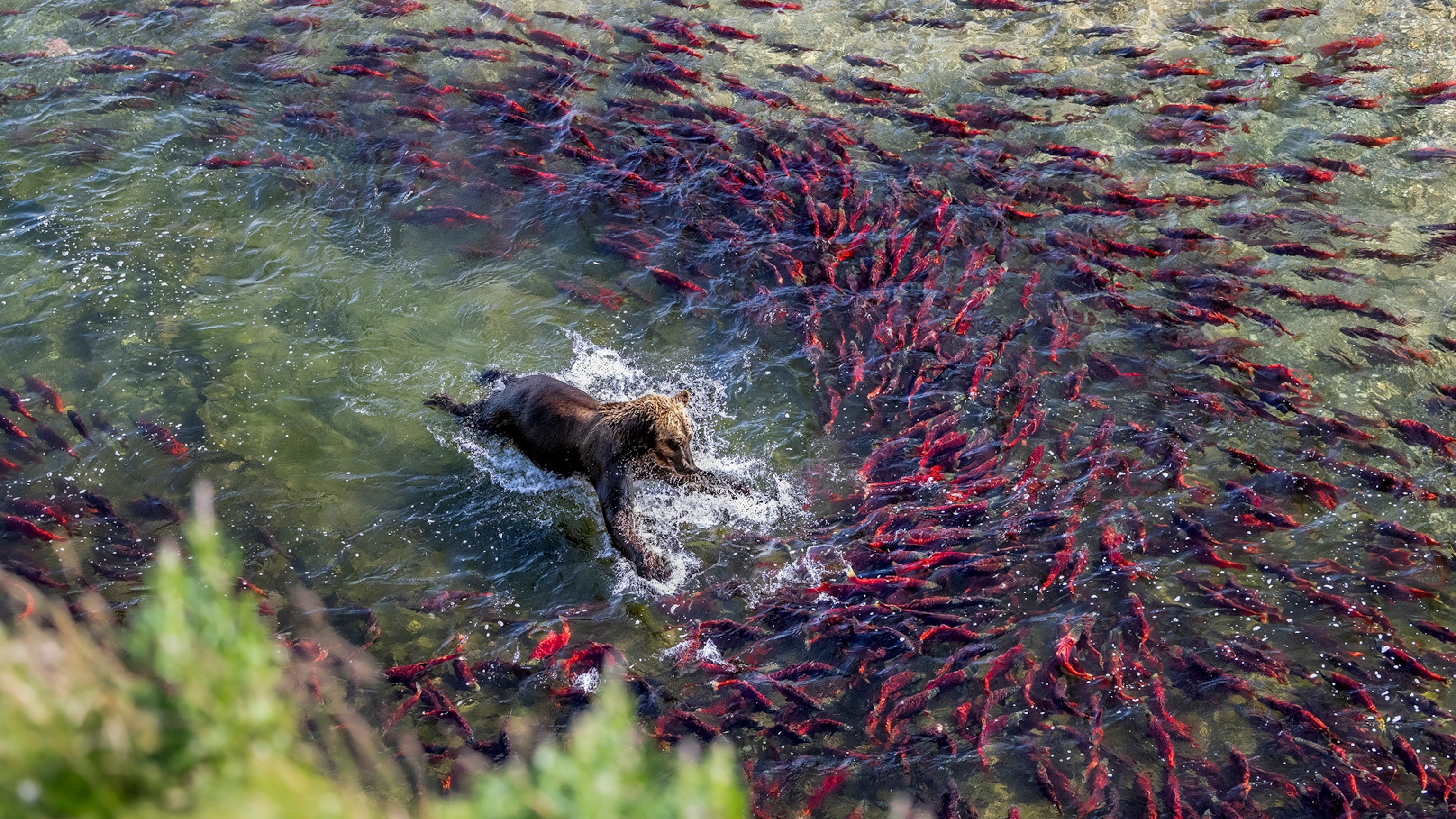 Take a Closer Look at Bears, Birds, and Blooms From Nat Geo’s Photo Editors