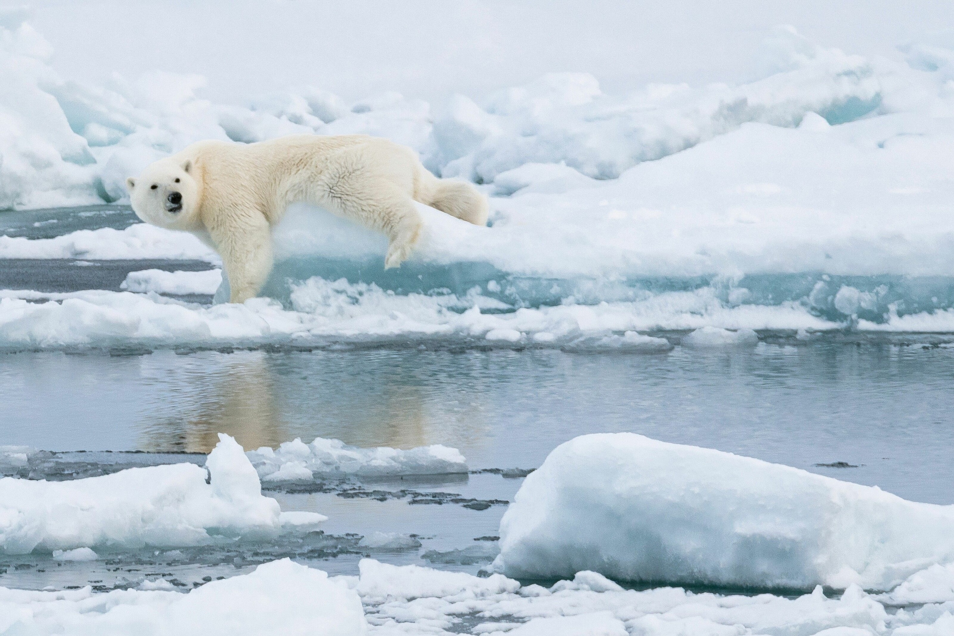 A polar bear rests on the ice.