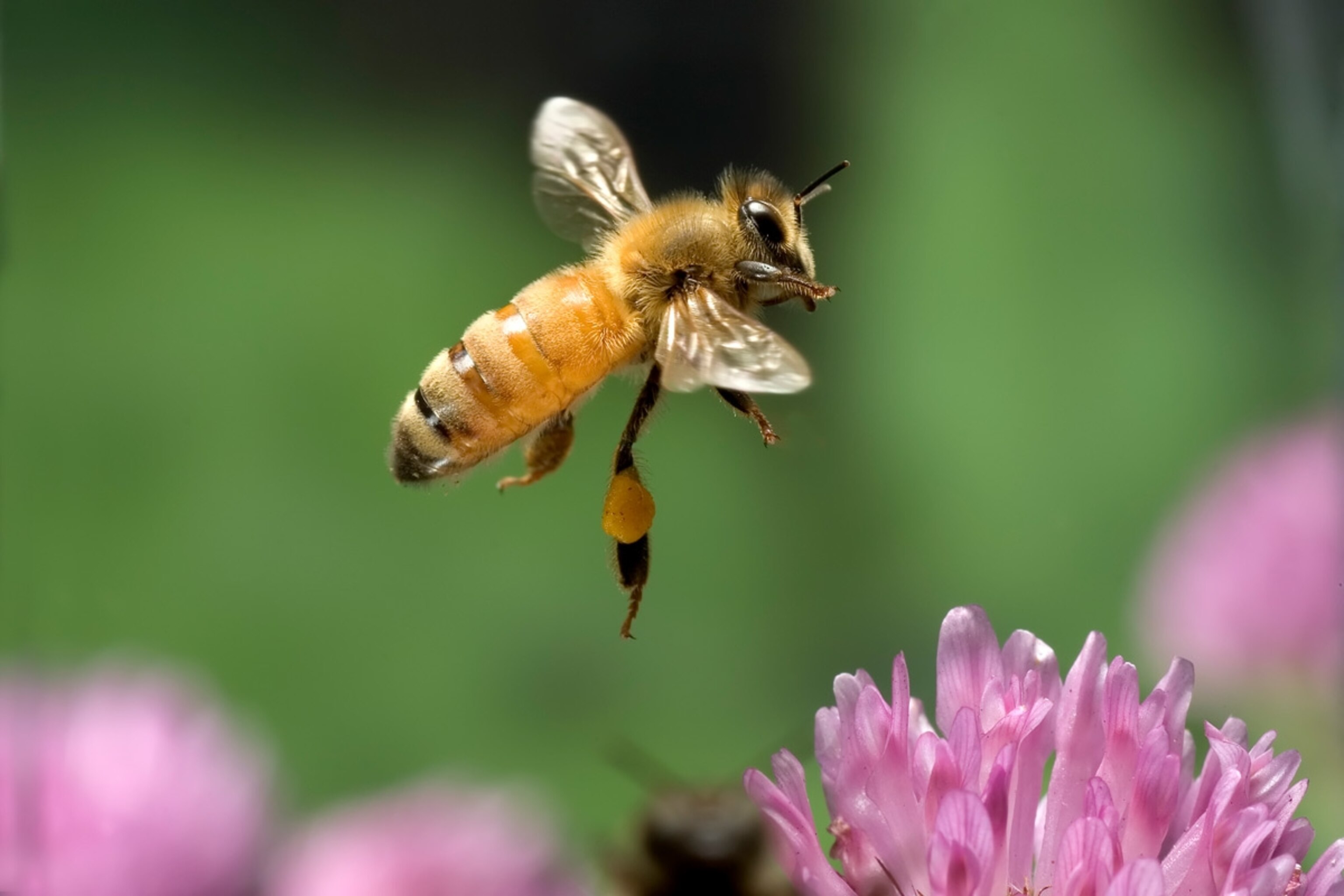 Honey Bee (Apis mellifera) worker collecting nectar from Red Clover (Trifolium pratense) flowers, note the pollen baskets on the legs, northwest Oregon