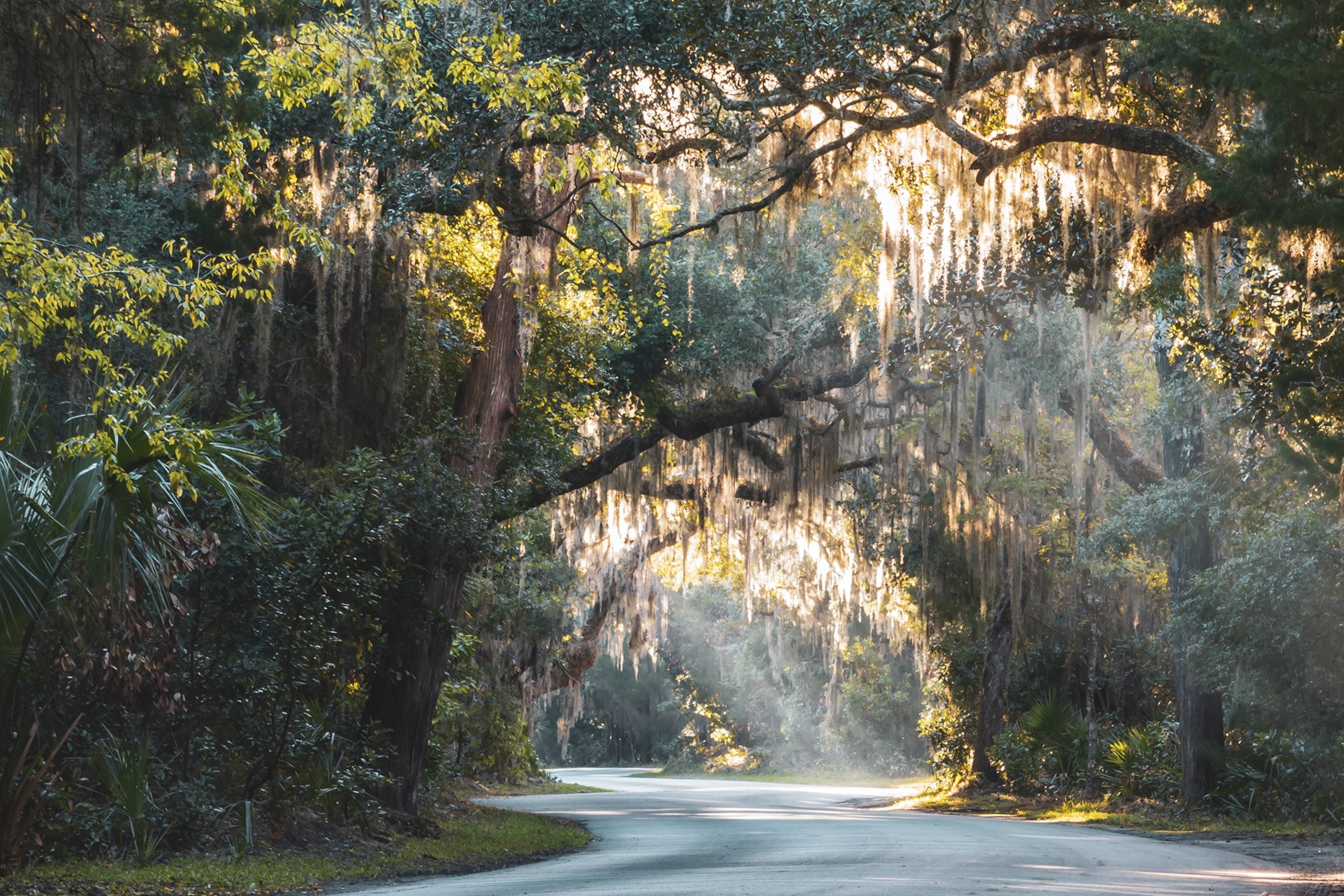 Sunlit tunnel of trees
