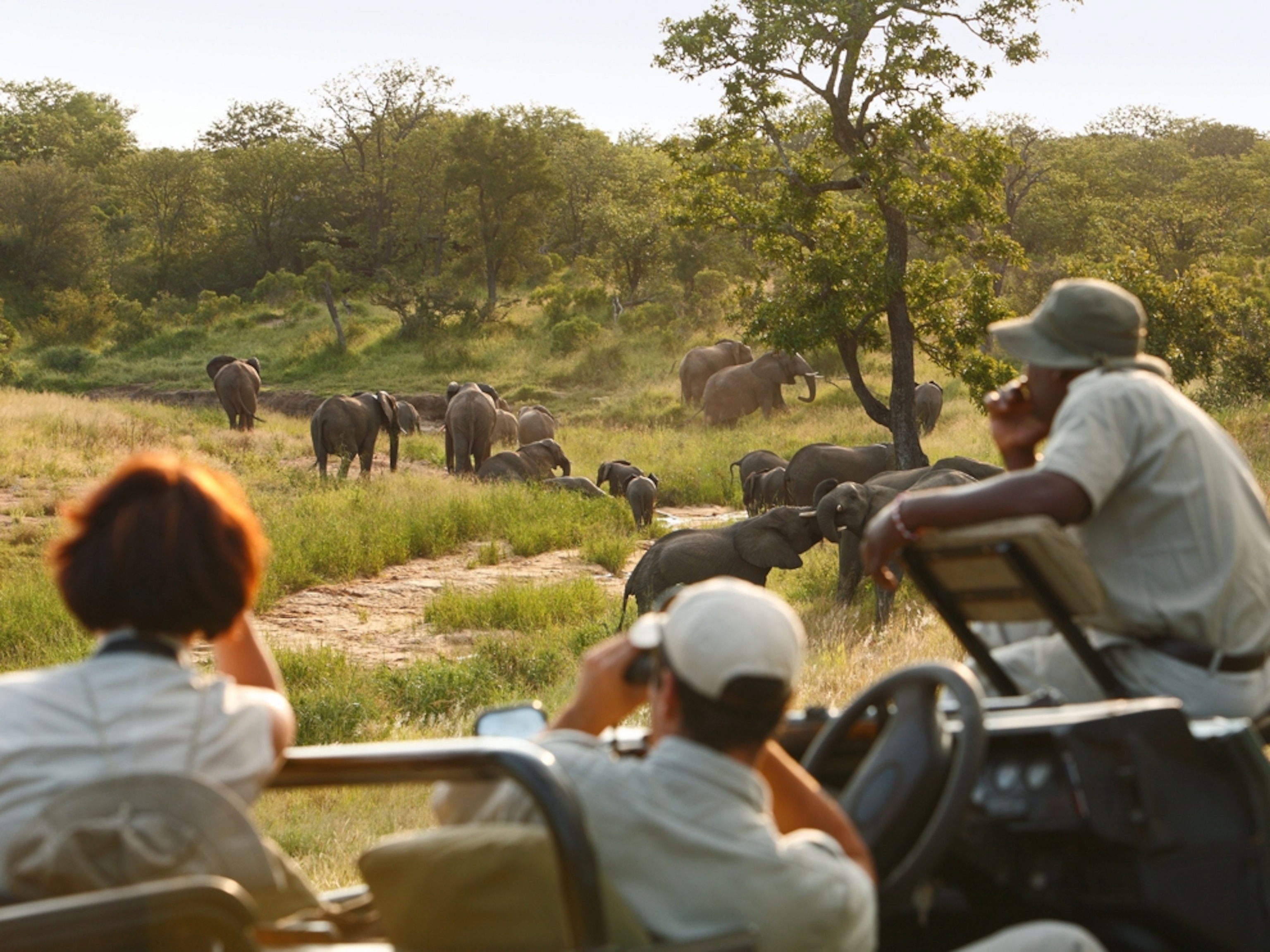 a safari jeep watching elephants at Kruger National Park, South Africa.