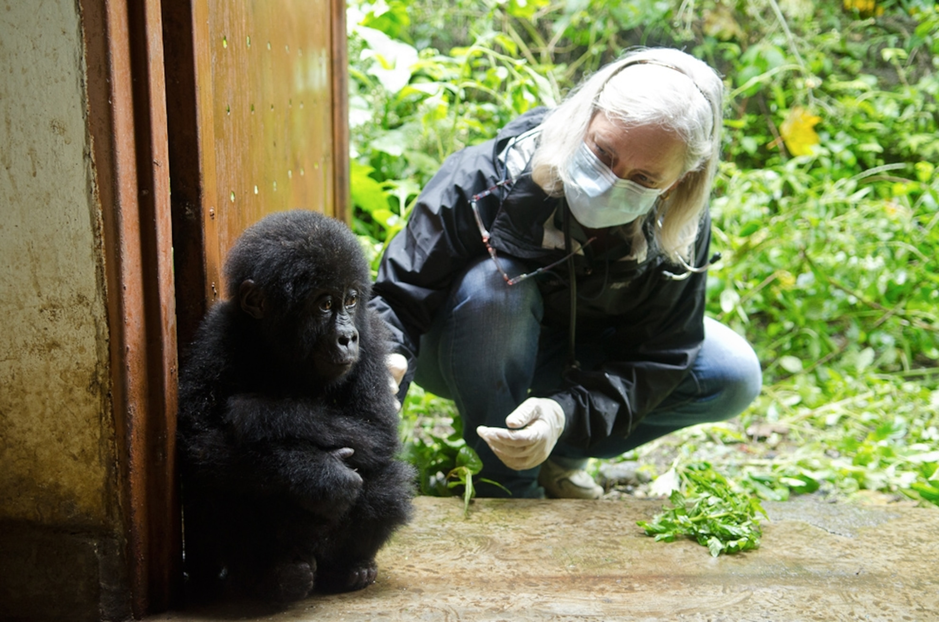 Baby gorilla picture: Shamavu with veterinarian after his rescue from poachers near Virunga National Park, Congo