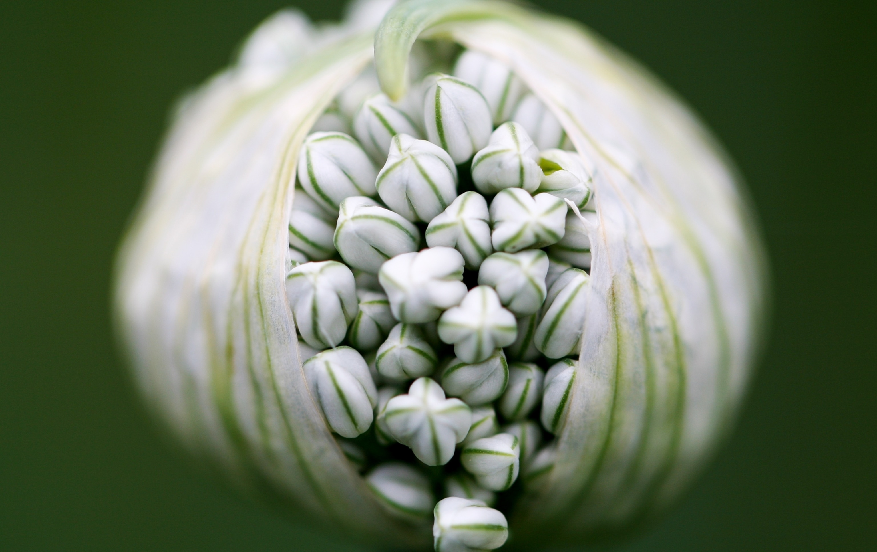 a spring onion budding.