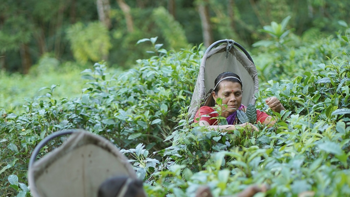Taste Sri Lanka's finest tea right at the source