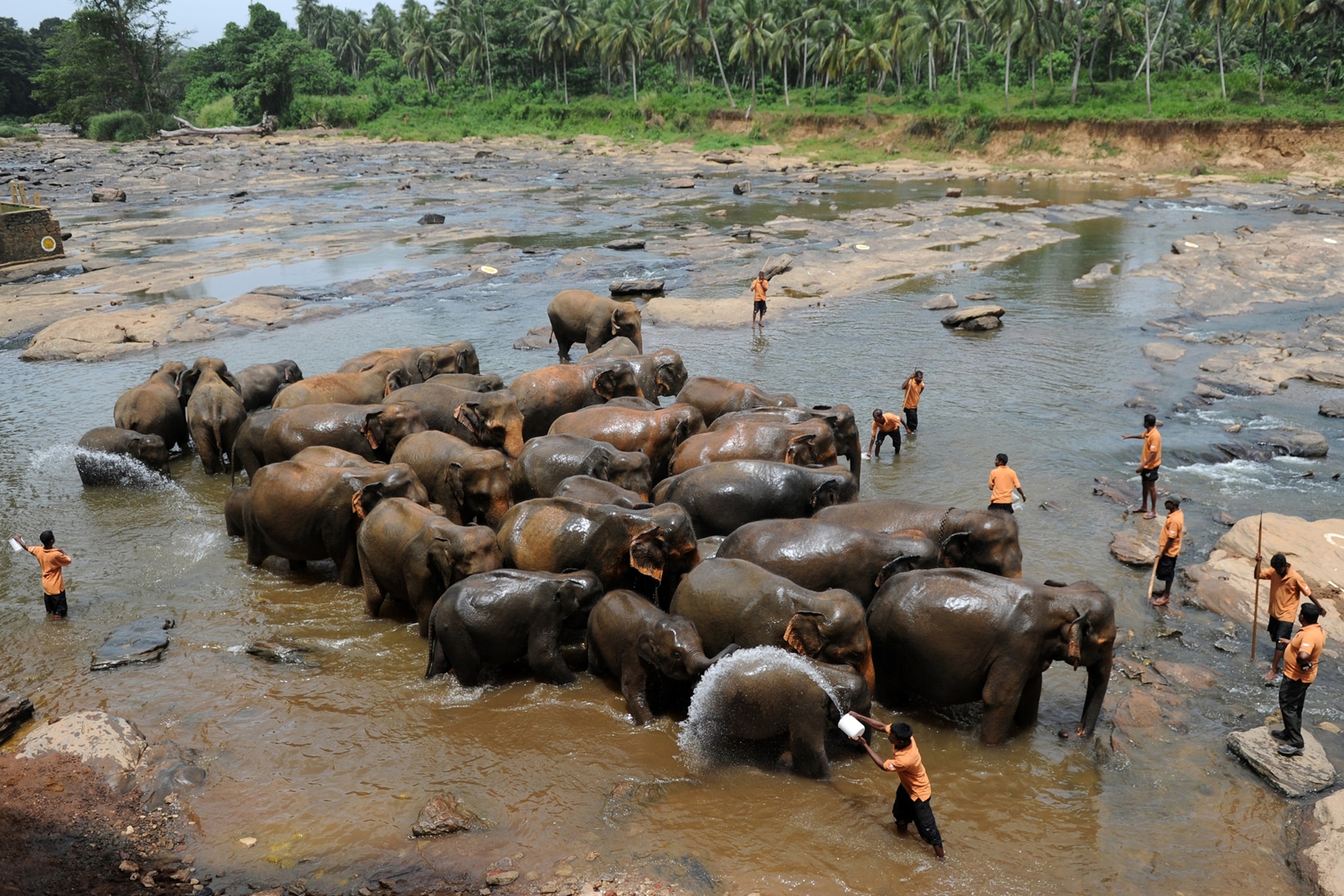 elephants from the Pinnawala Elephant Orphanage being bathed in a river