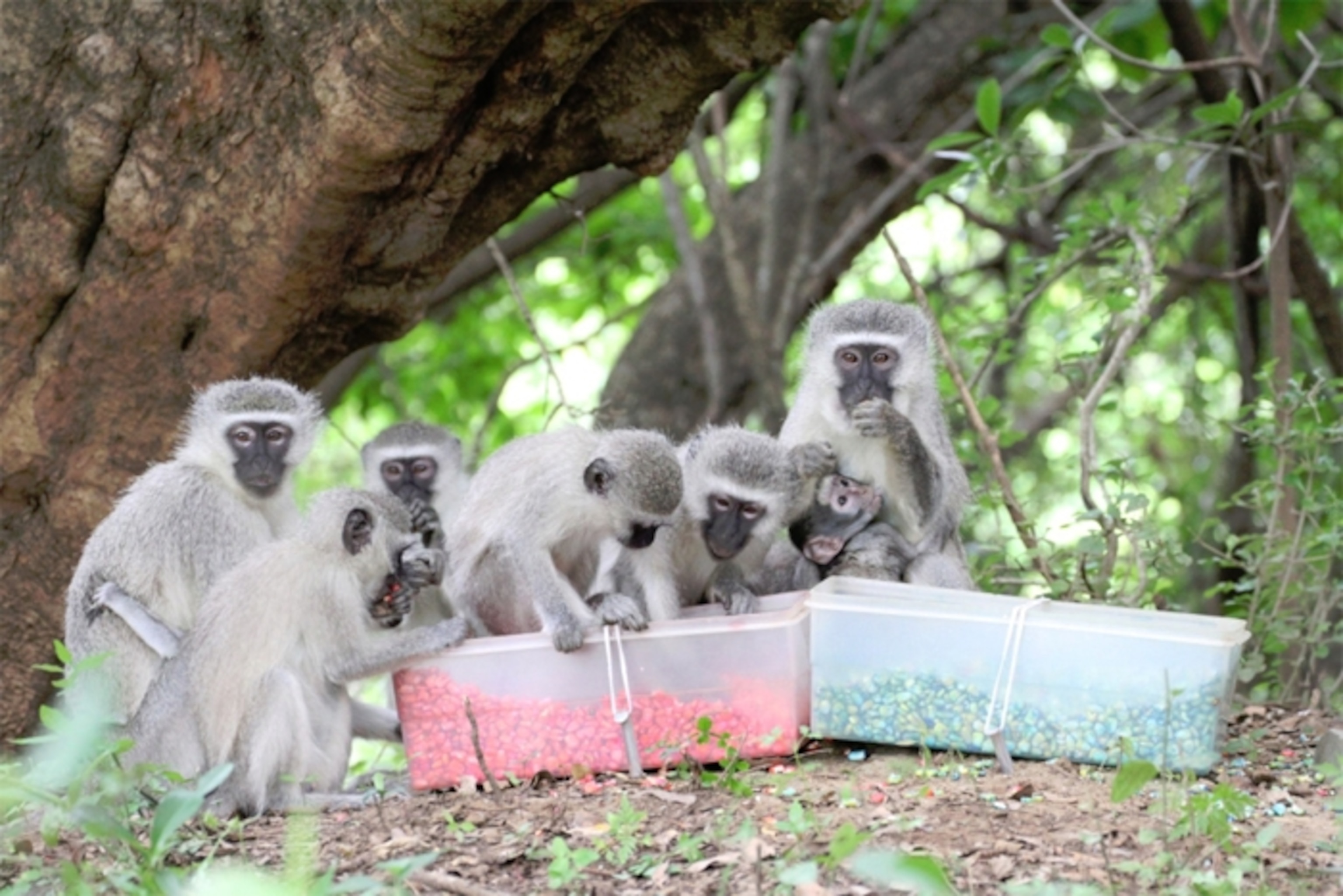 Vervet monkeys choosing pink corn over blue. Credit: Erica van der Waal