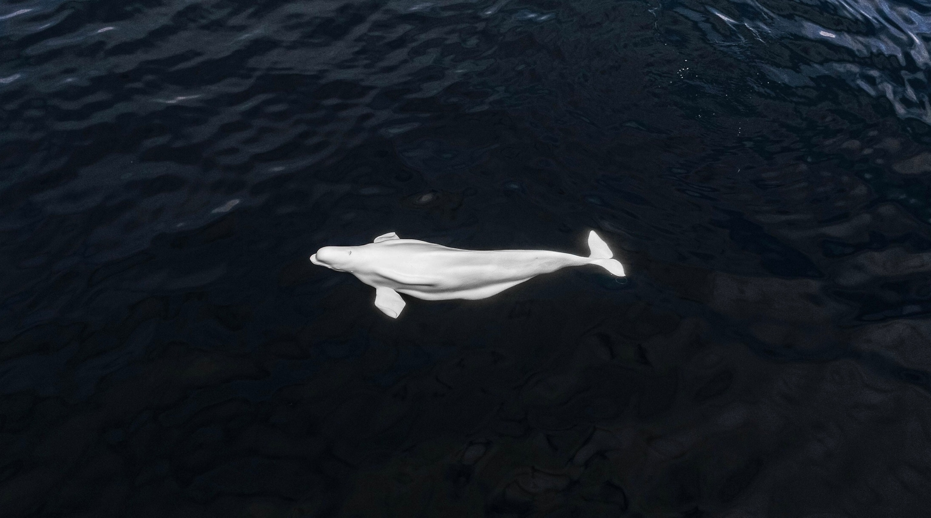 a white beluga whale swimming through deep blue water seen from above