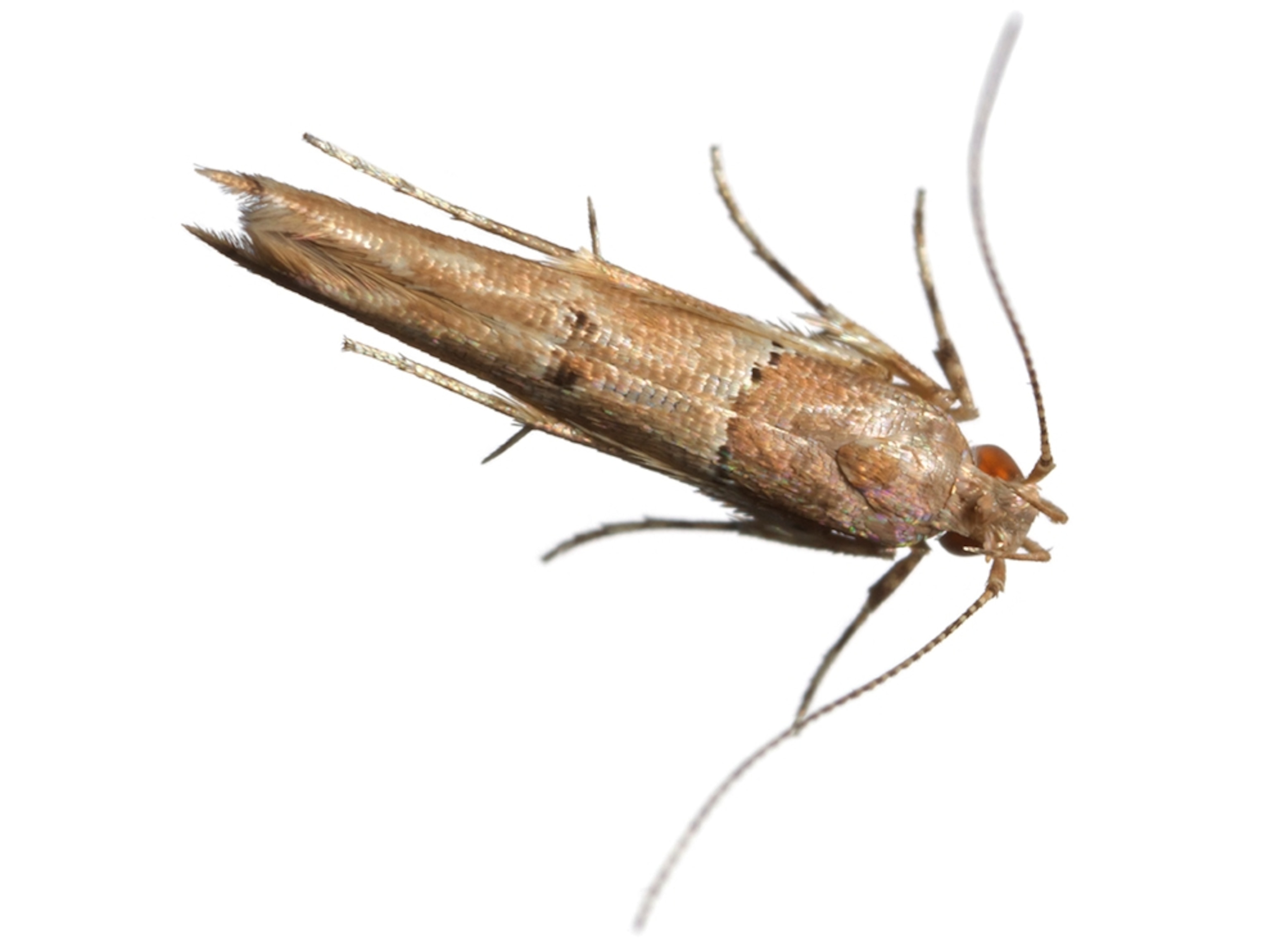 Common Name: Lunulifera moth, Scientific Name: Anatrachyntis lunulifera, Magnification: 4x,